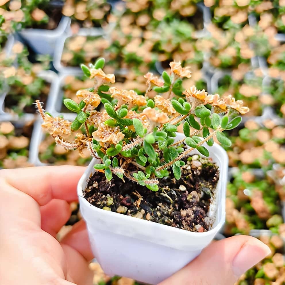 農園直売 多肉植物 寄せ植え ドロサンテマム レッドダイヤモンド（群