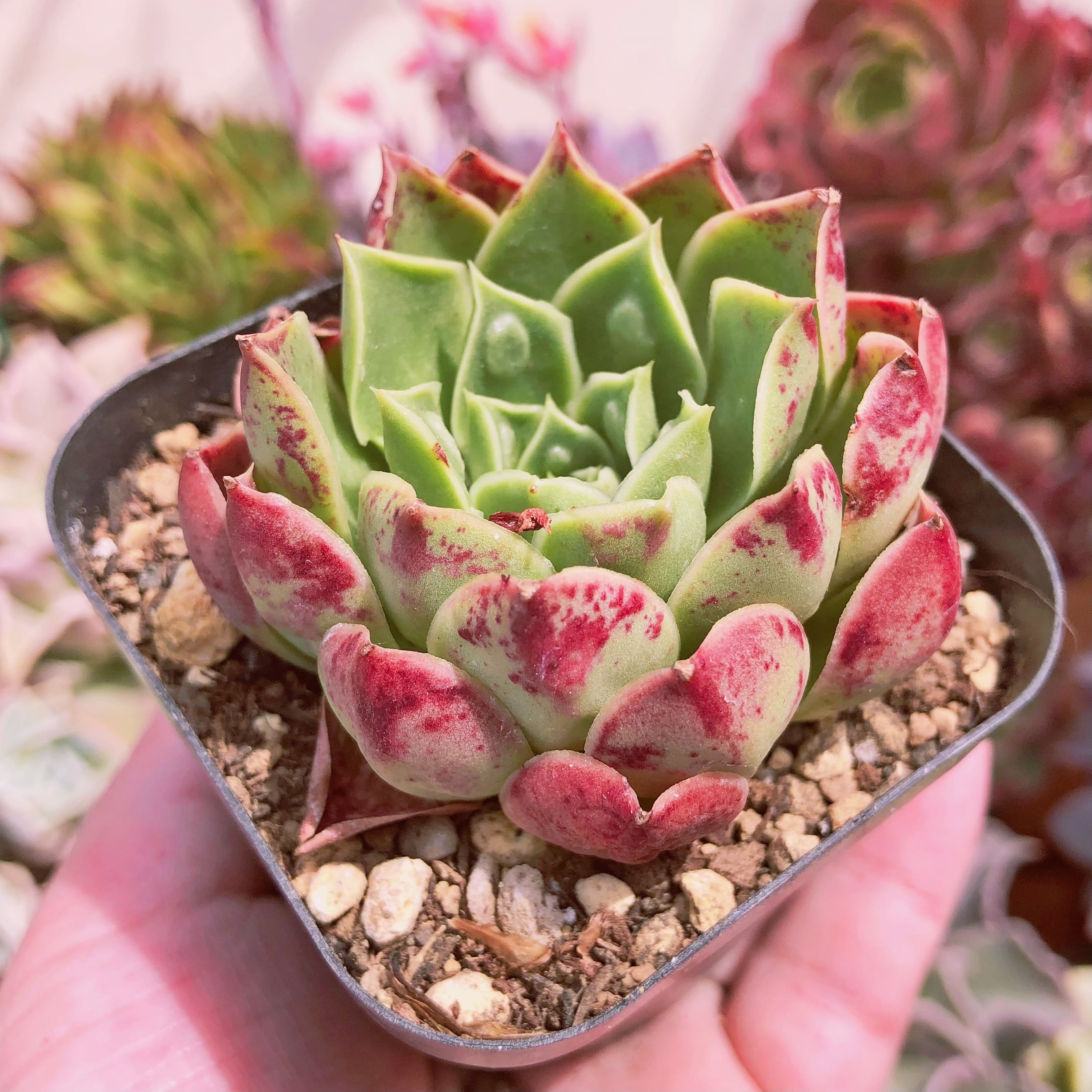 多肉植物　ゴシックローズ