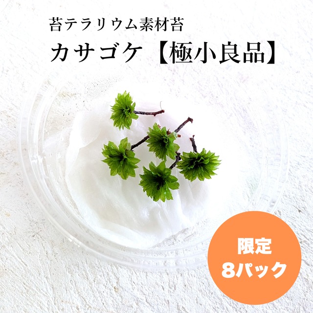 カサゴケ【極小良品】◆5芽入り｜限定8パック