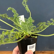 【現品】2026年 冬型塊根植物福袋 5,500円