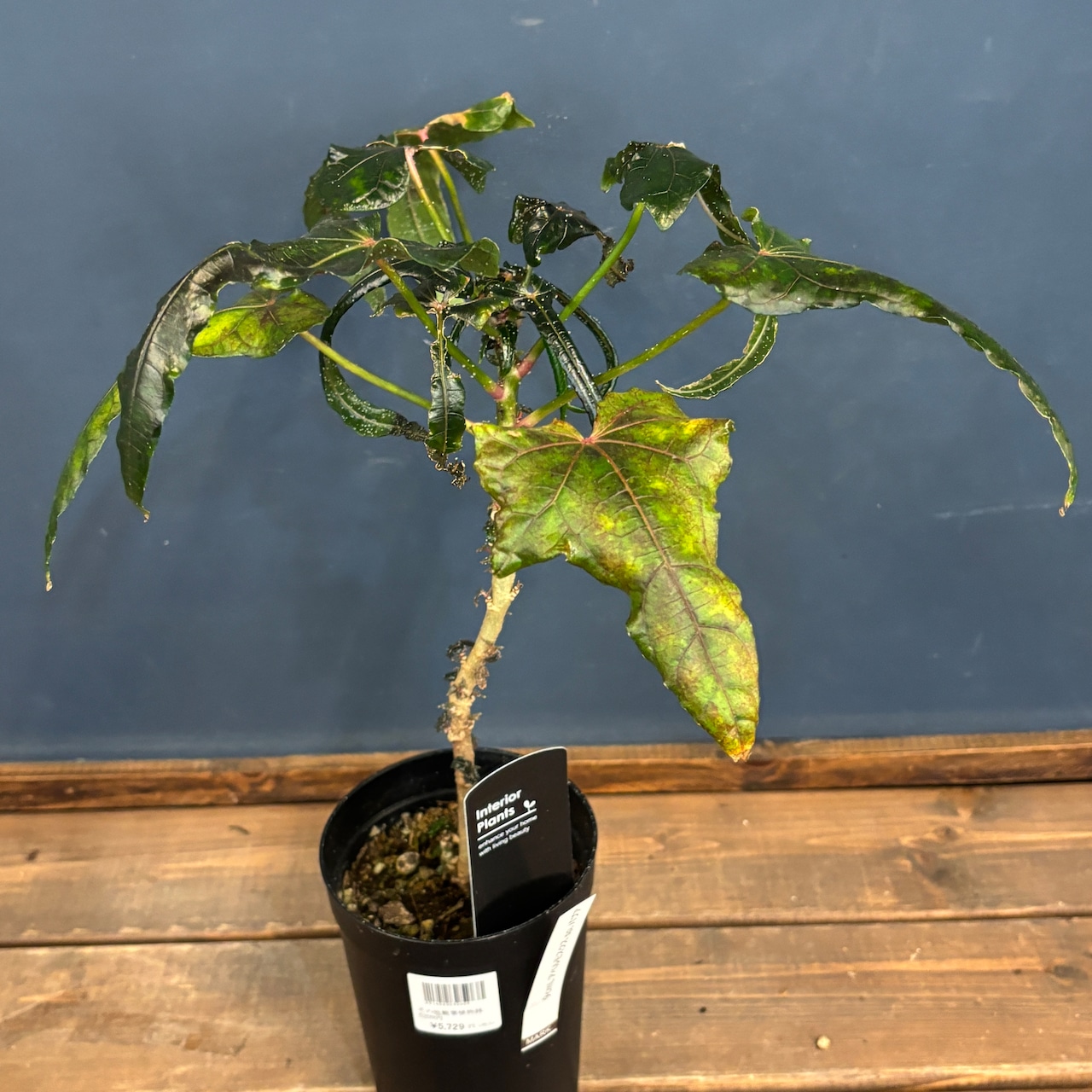 【クリアランス】アベルモスクス　マニフォット　パプア【757】