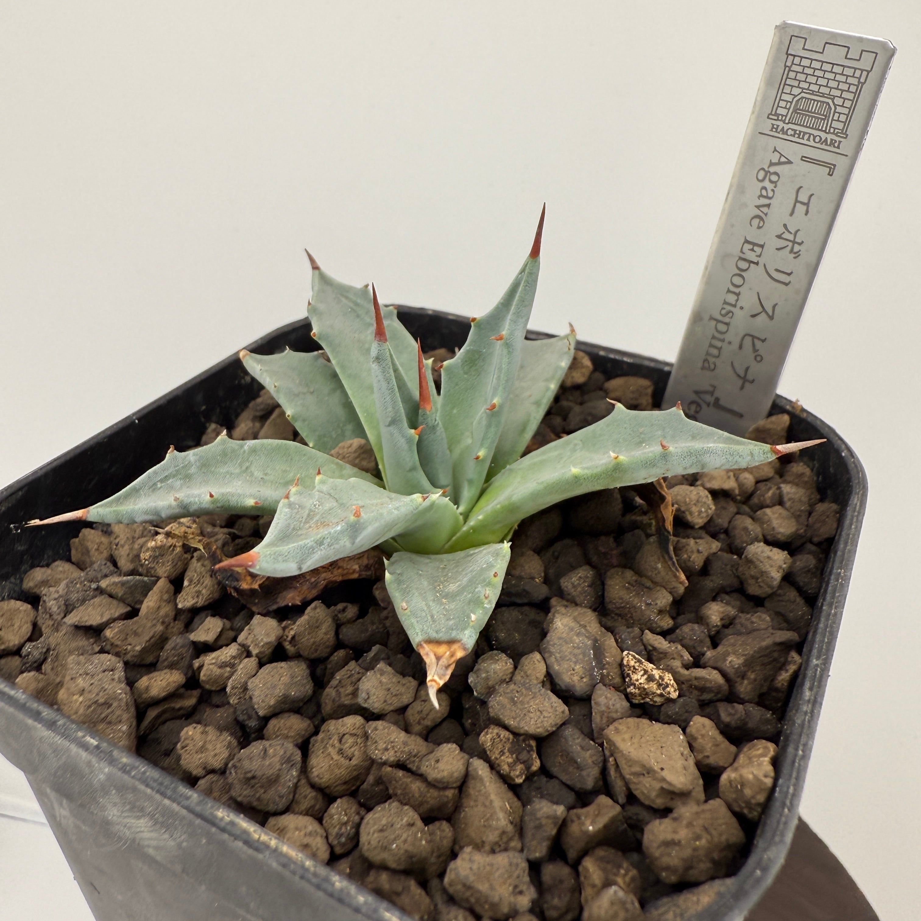No.4 エボリスピナ Agave utahensis var. eborispina 'Vegas'