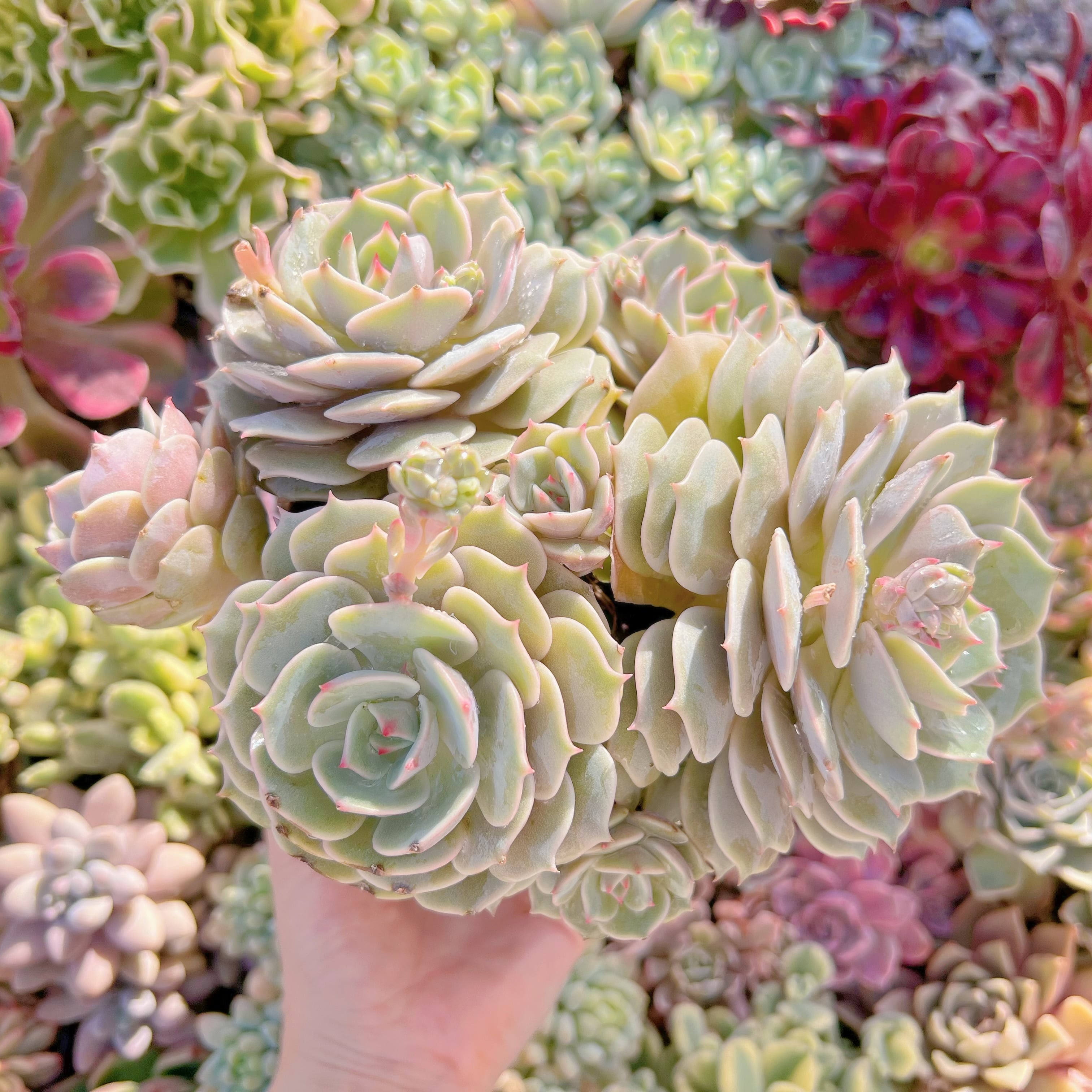 現品　ローラ#766　特大群生25cm　新入荷　るる農園