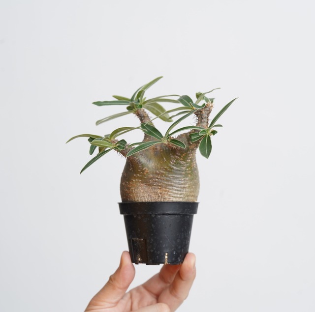 パキポディウム グラキリス no.12〈発根済み〉