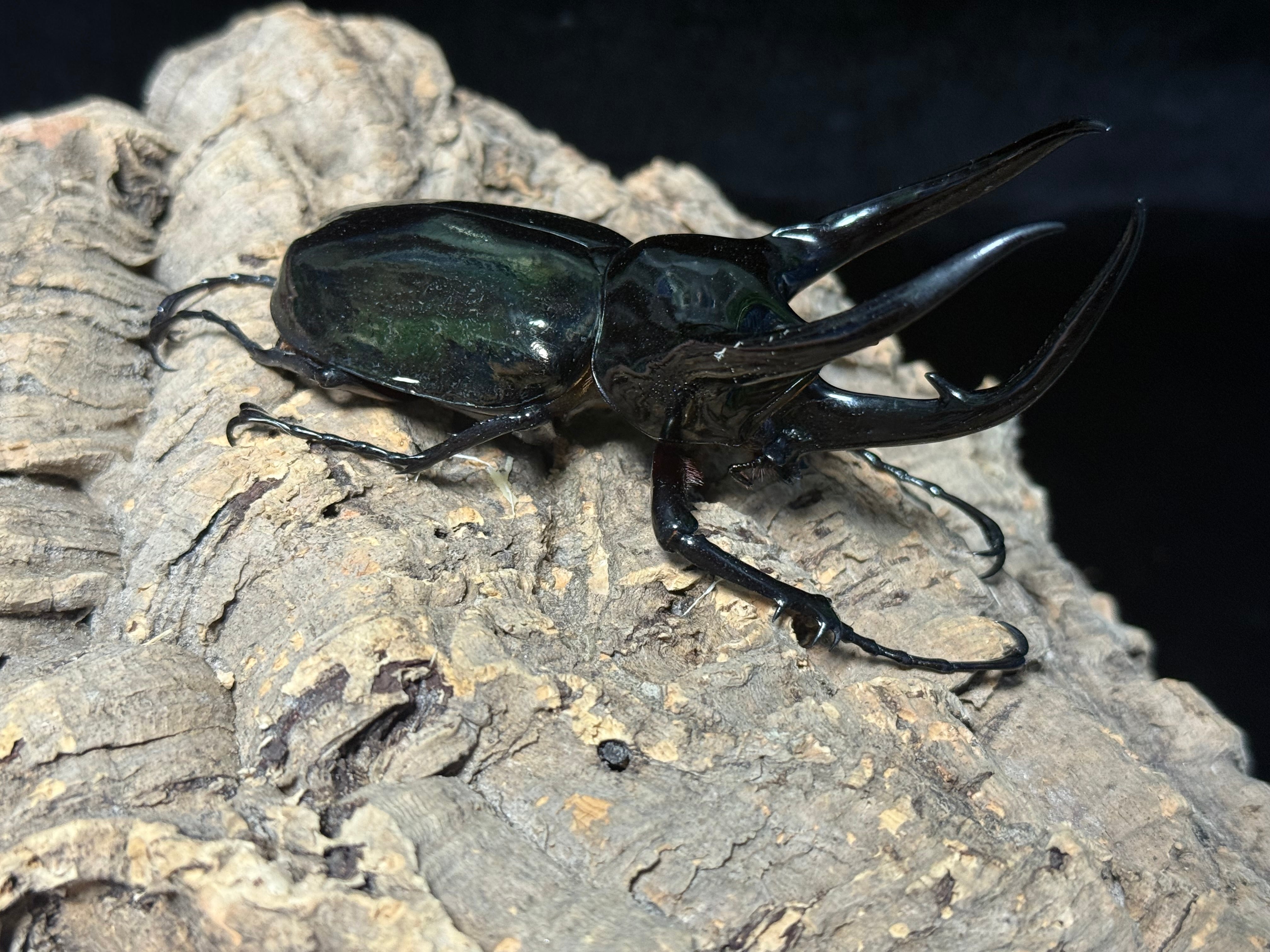 WD タイリクコーカサス ♂113mm ♀58mm ペア | BeetleHouse79