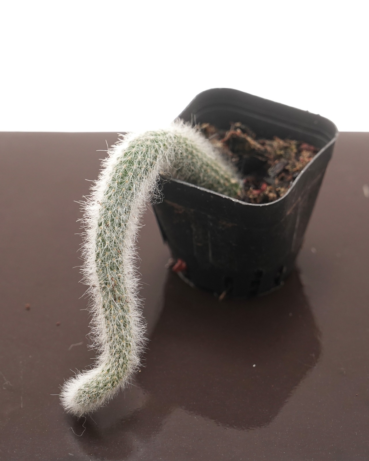 抜き苗 猫のしっぽ Cleistocactus winteri ssp.colademono
