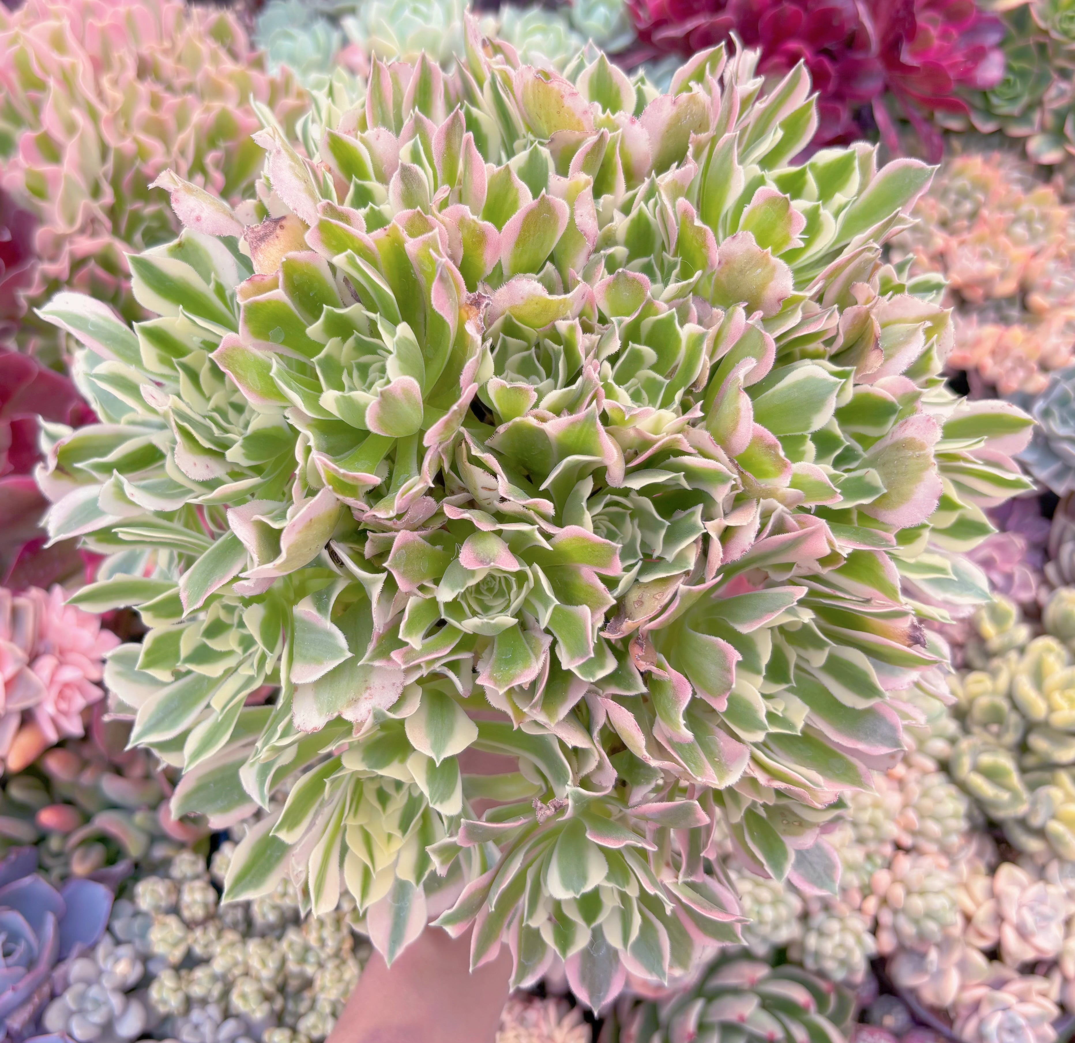 現品　Aeonium白鳳錦#C21　特特大群生　新入荷