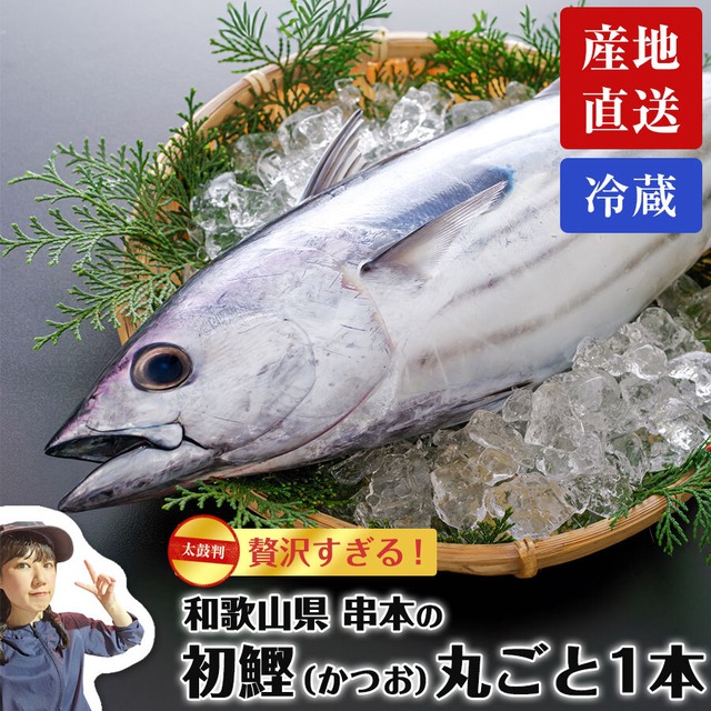 【送料込み】 和歌山 （串本）のもちもちケンケンカツオ 初鰹 丸ごと1本 5㎏台 ※水揚げ次第！