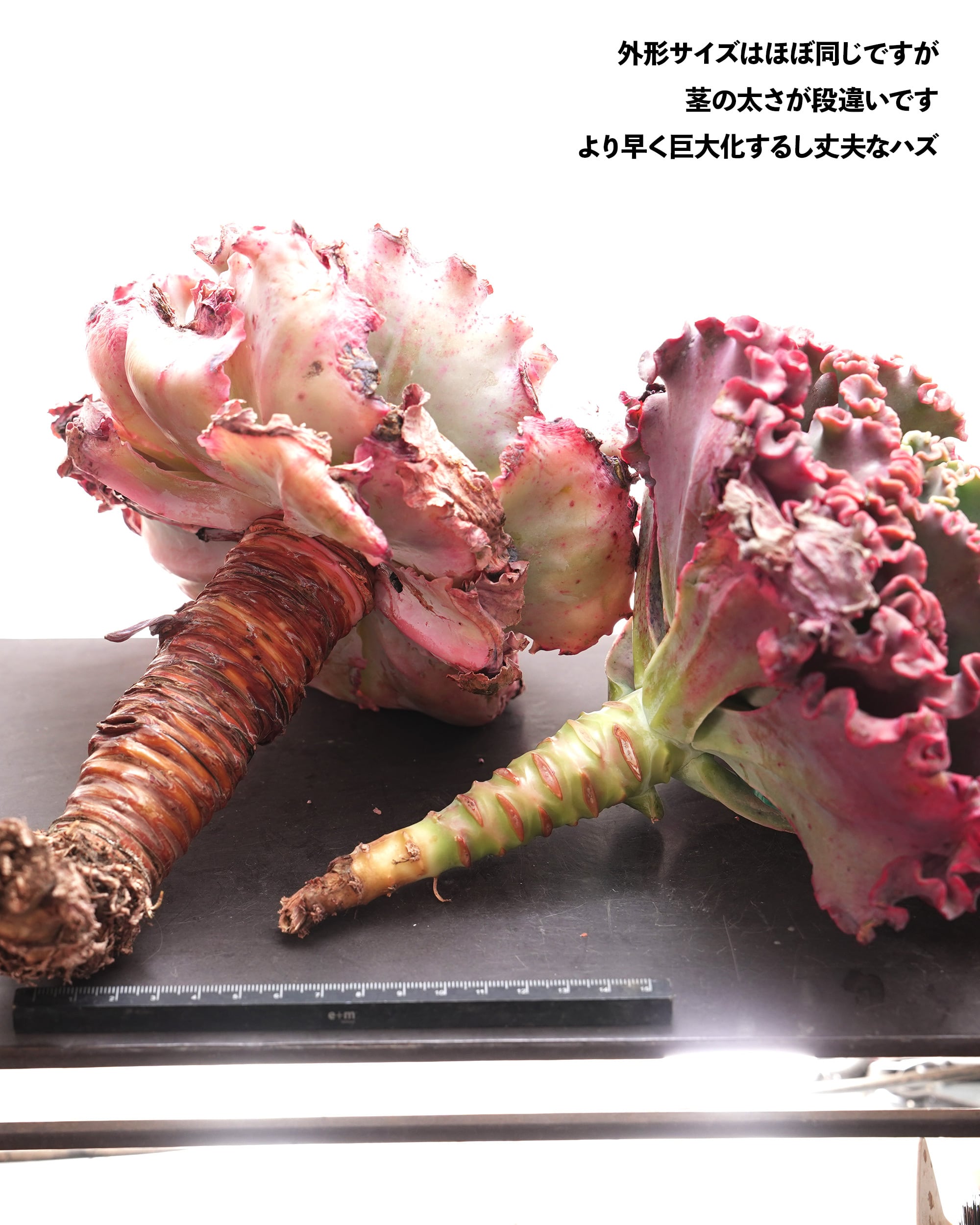 メリディアン(特大苗)◎多肉植物 カット苗 輸入苗 エケベリア等 カット苗 メリディアン XXL 18cm大株＋極太茎 Echeveria 'Meridian