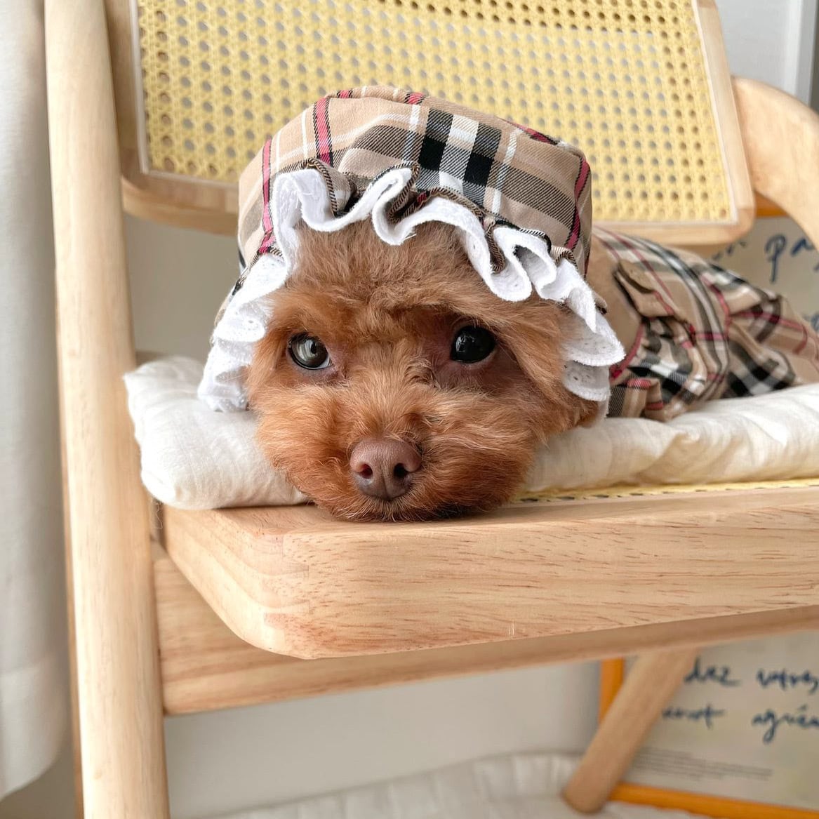 再入荷】チェック柄ボンネット ◎犬服帽子 | PAY ID