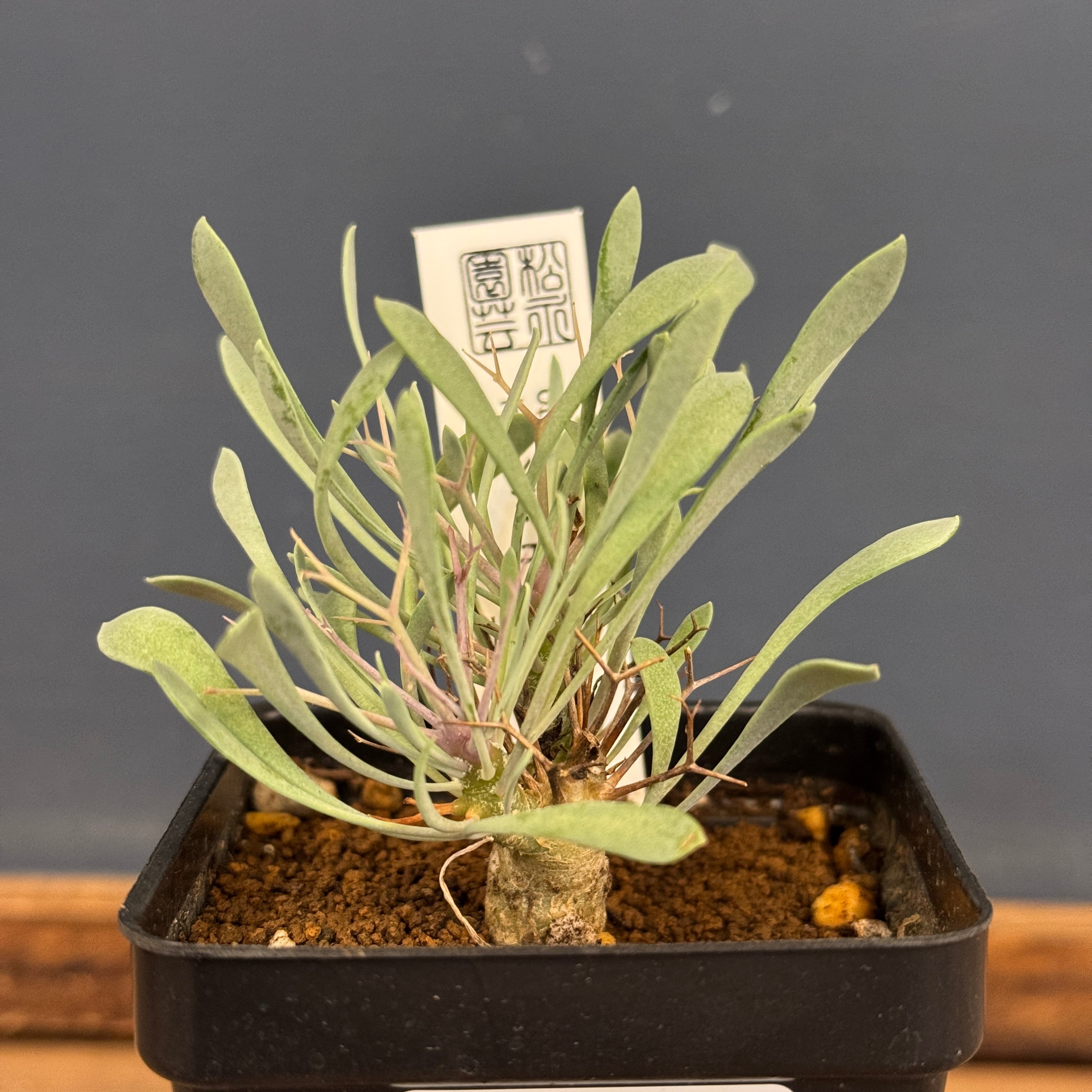 オトンナ ユーフォルビオイデス【285】 | PROTOLEAF プロトリーフ