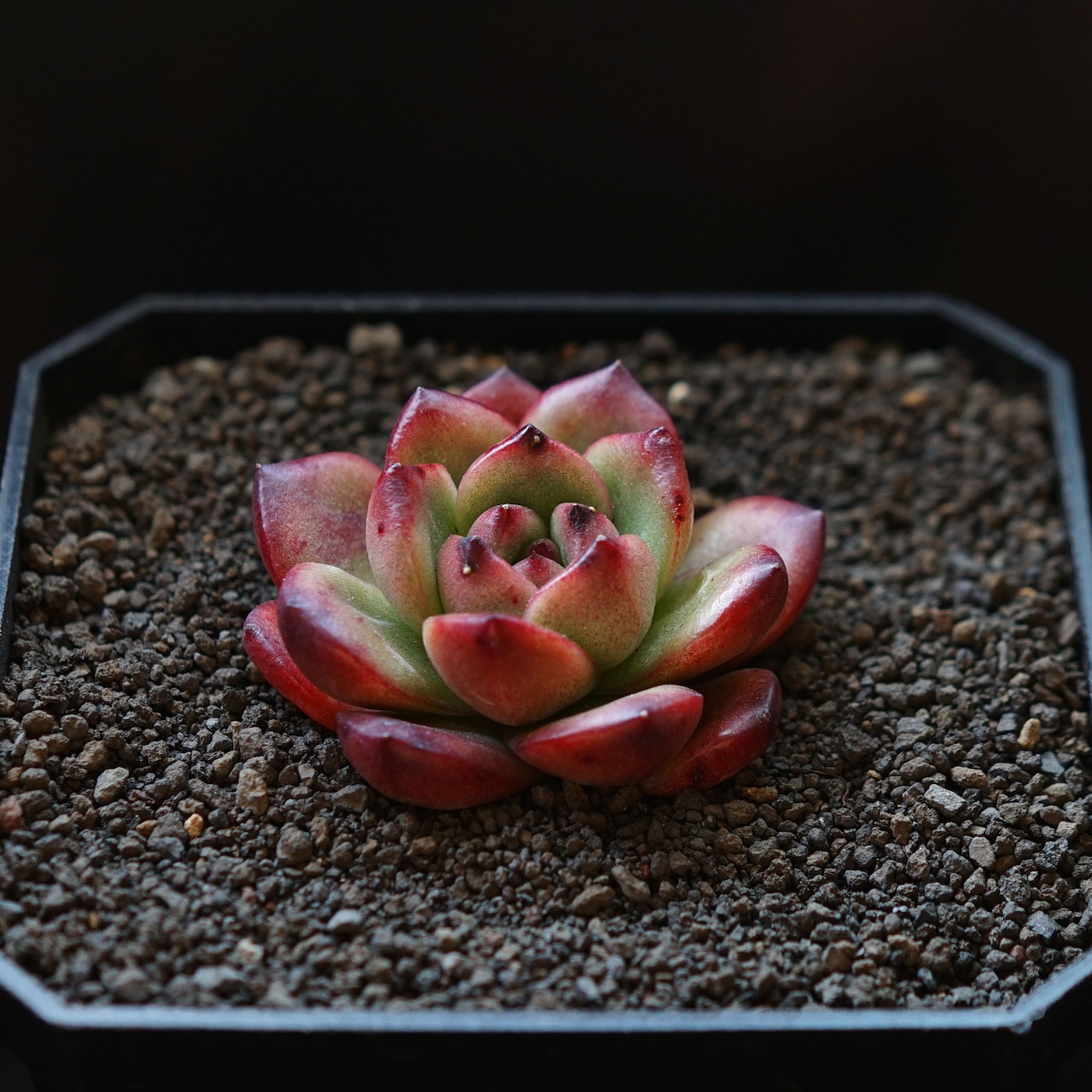 抜き苗 TM Echeveria 'TM'