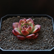 抜き苗 TM Echeveria 'TM'