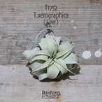 【送料無料】キセログラフィカ S〔エアプランツ〕現品発送T1752