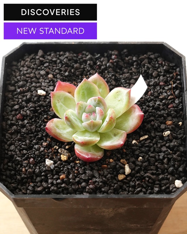 【NEW-STANDARD】 水耕栽培苗 ピンクムーン M Echeveria 'Pink Moon'