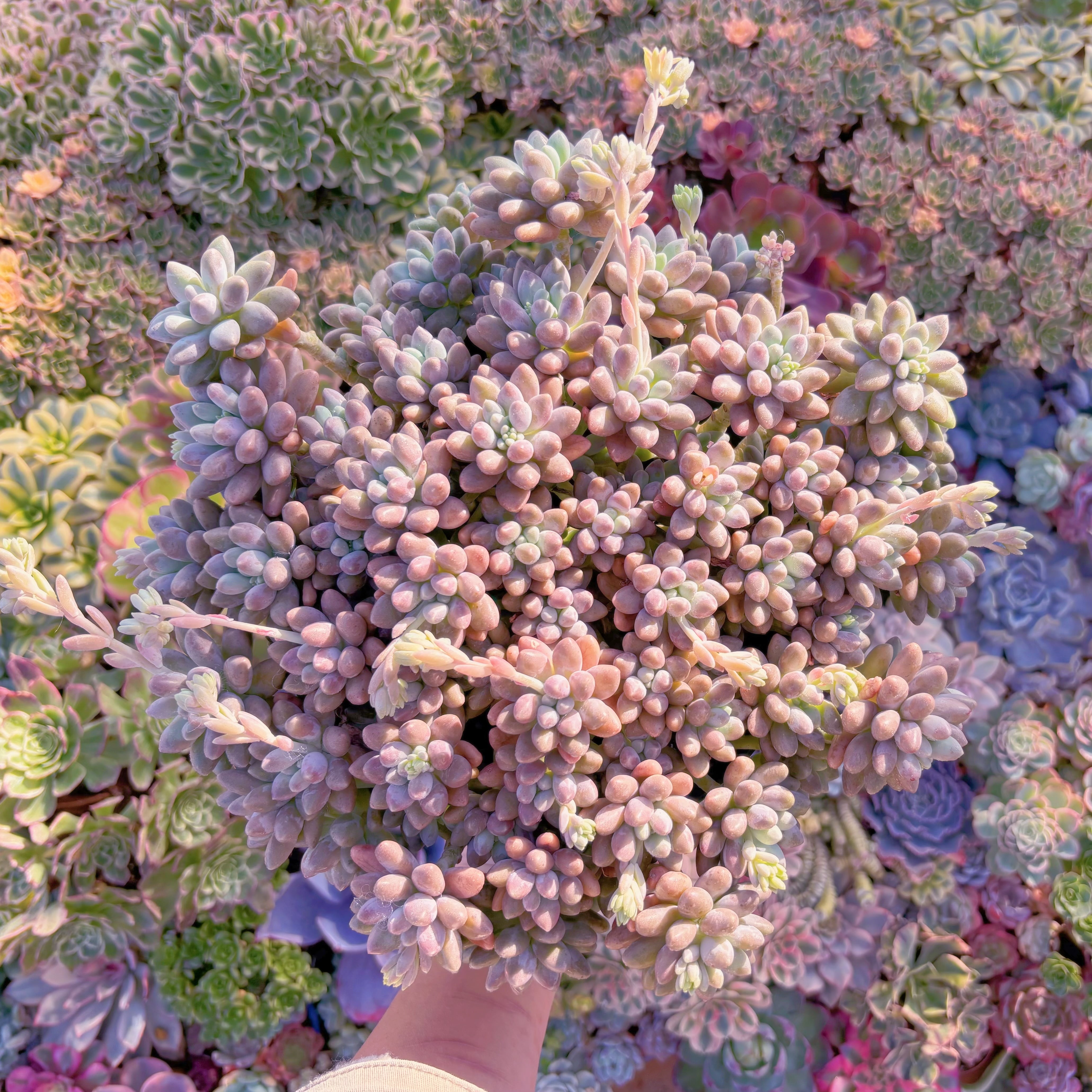 現品　エクスパトリマータxクレムネリア#F079　特特大群生　last one　新入荷　るる農園