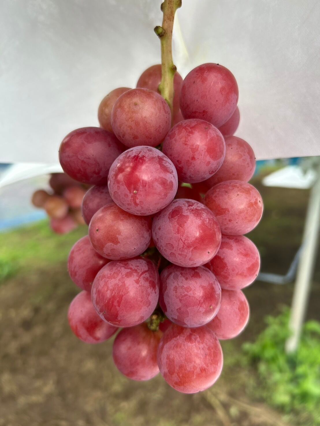 長野県産(JA中野市) ぶどう シャインマスカット クイーンルージュ(R