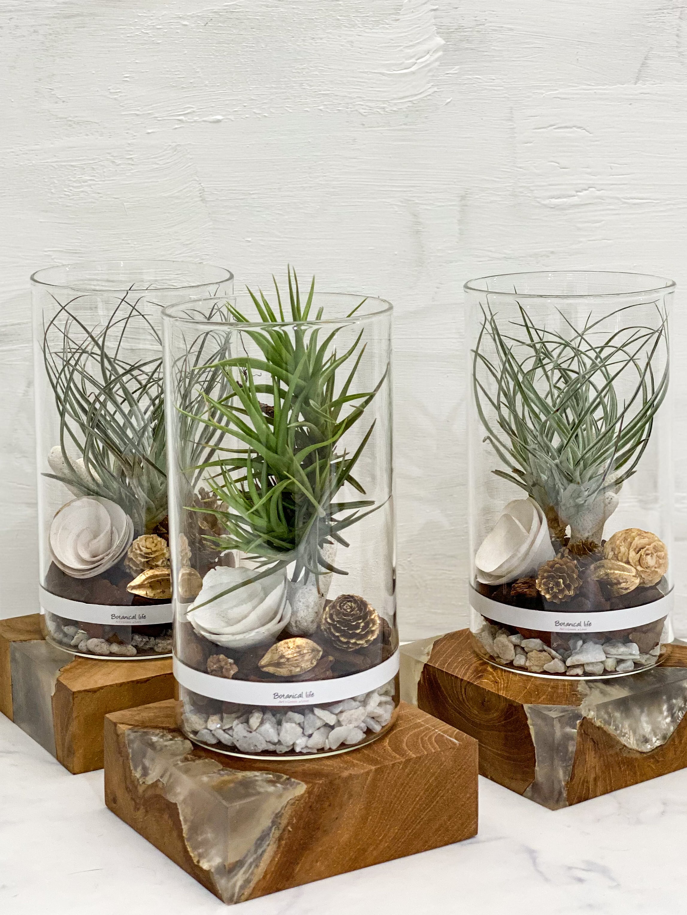 エアプランツが主役の落ち着いたオトナ雰囲気ガラステラリウム