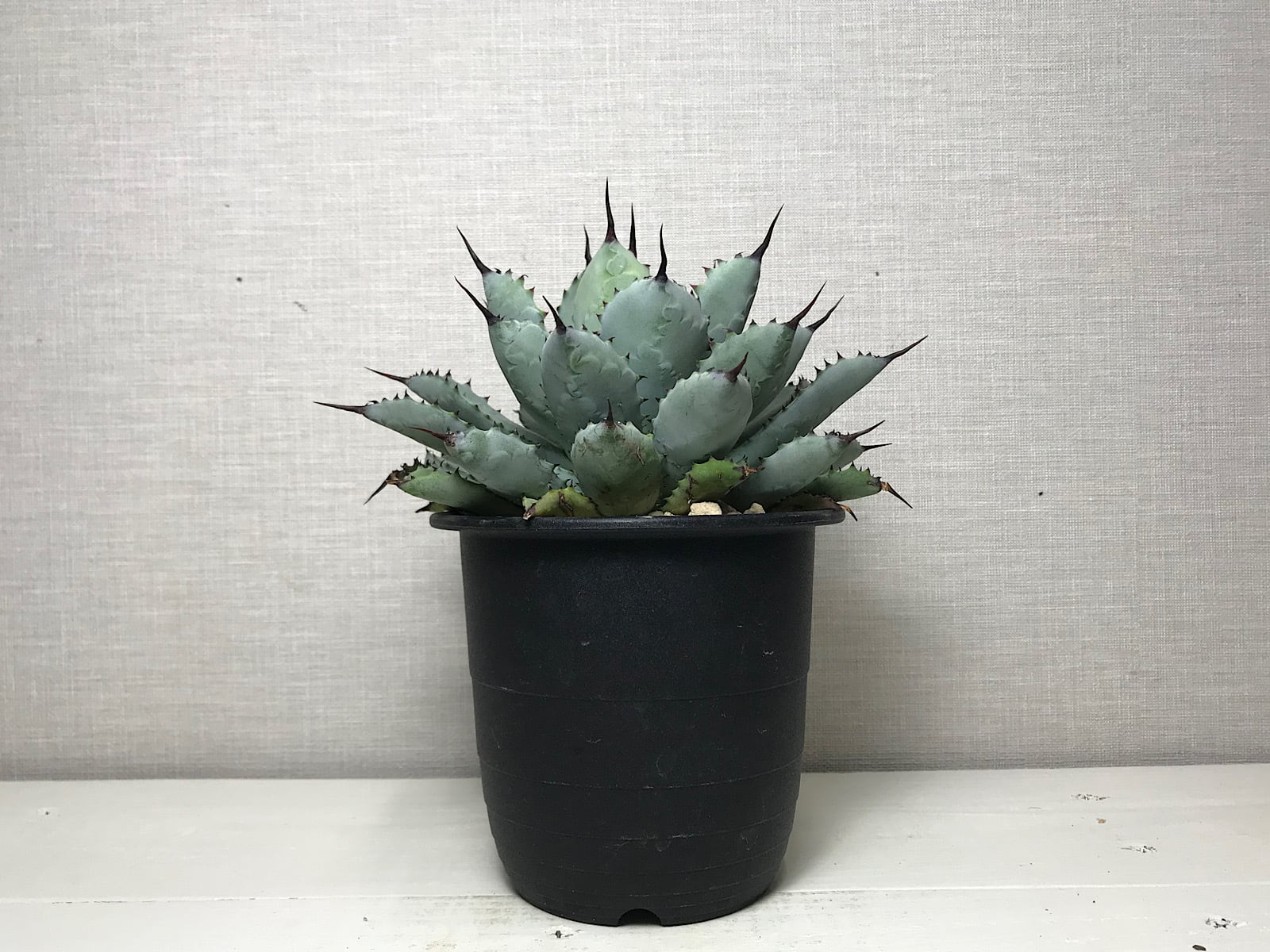 アガベ ’八荒雷神’