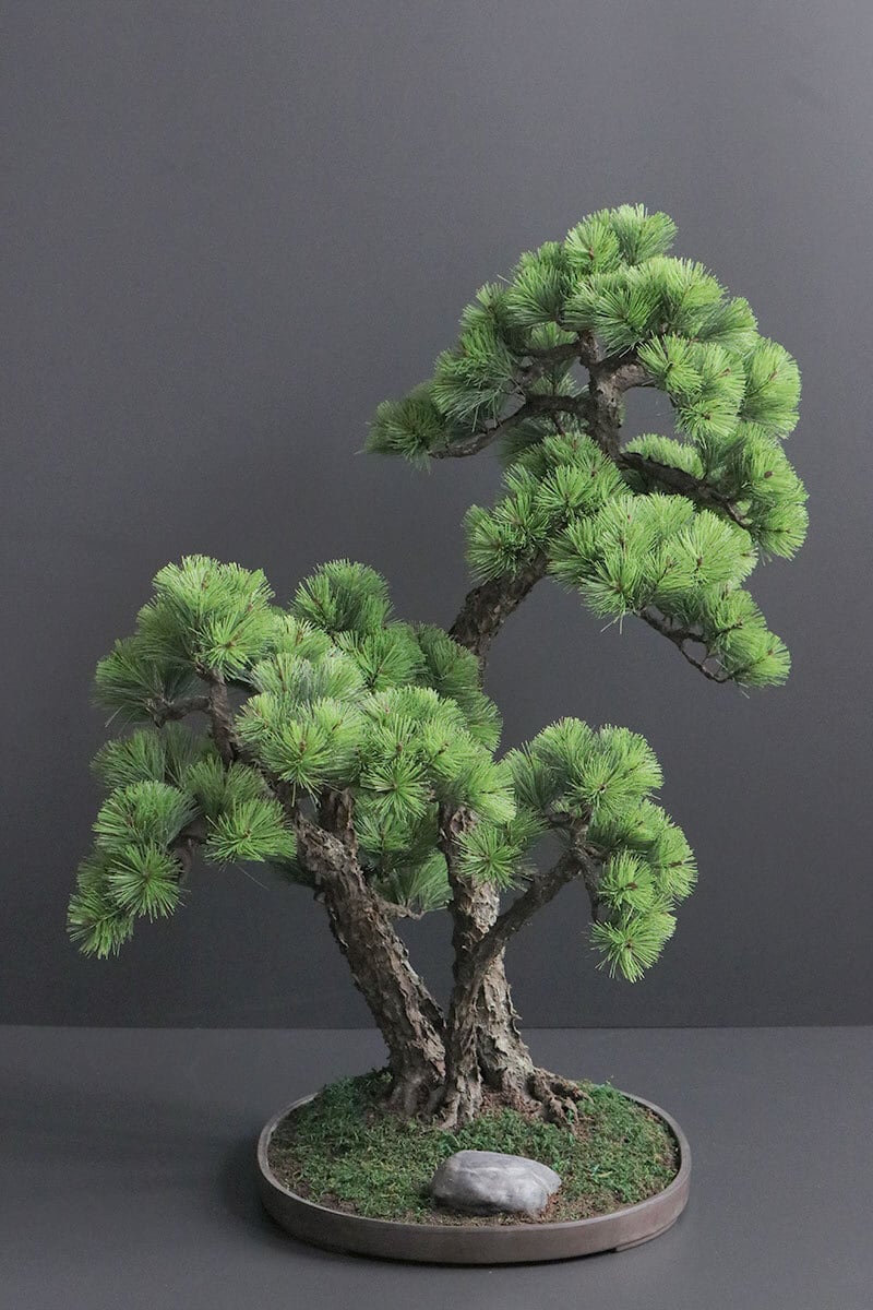 盆栽 松 Pinetree Bonsai #156 | Oh! BONSAI