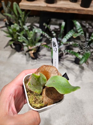 P.FSQ Dwarf from ILF 【artPLANTs/PLANTS GARAGE 】ビカクシダ#Platycerium