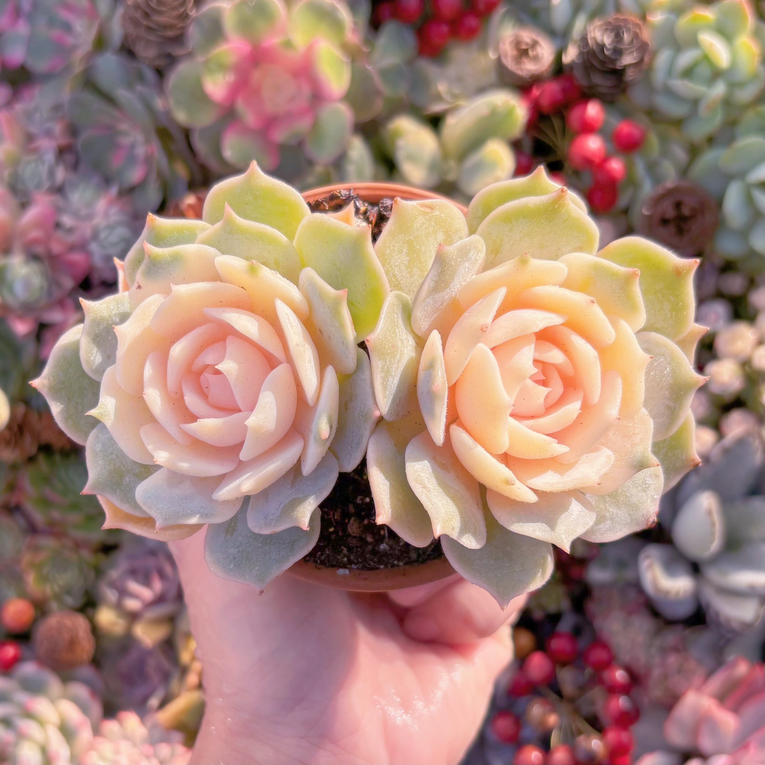 現品　ローラ錦#289　るる農園