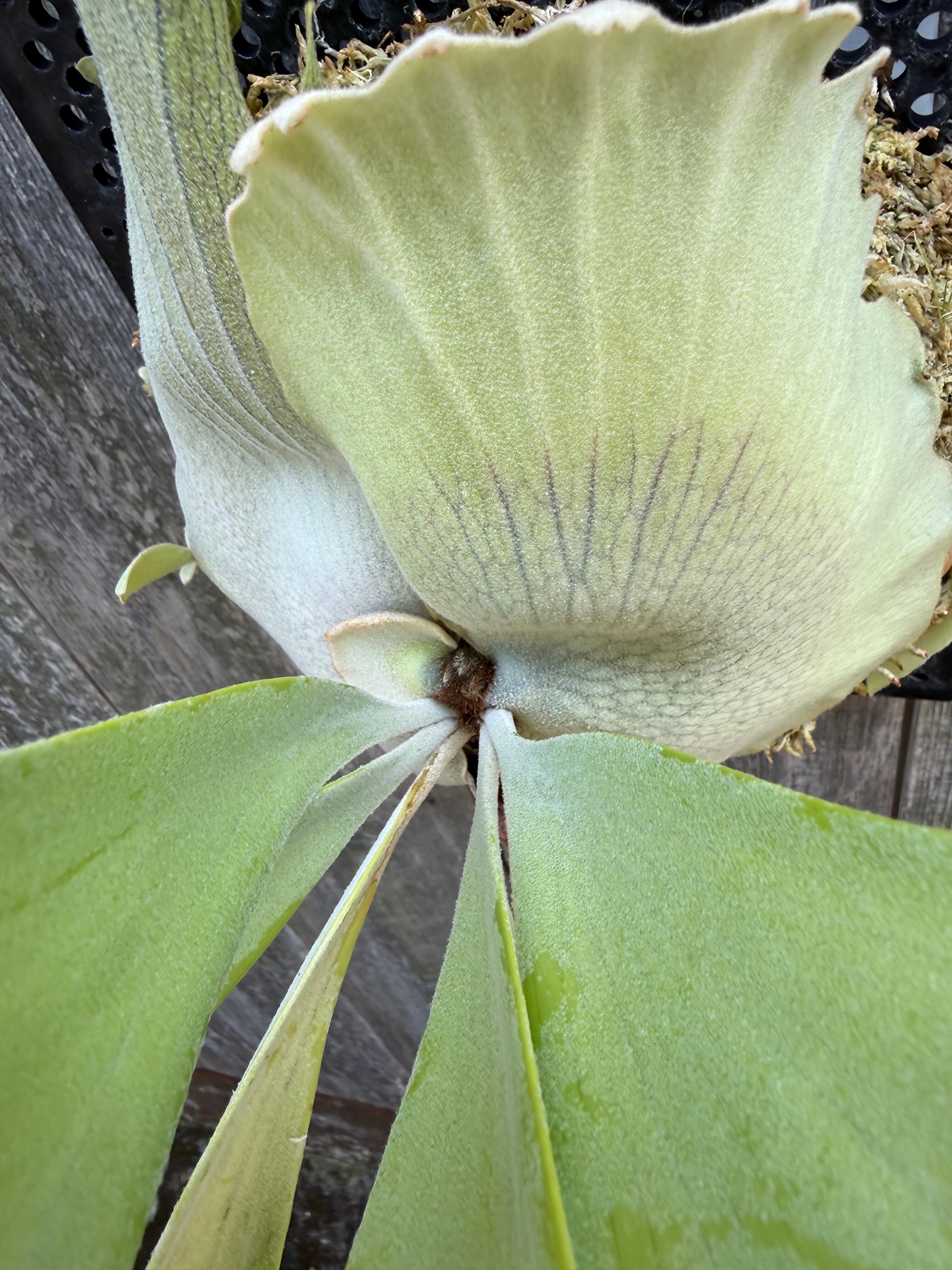 P. willinckii cv. Ryusei (pup) | naturefix