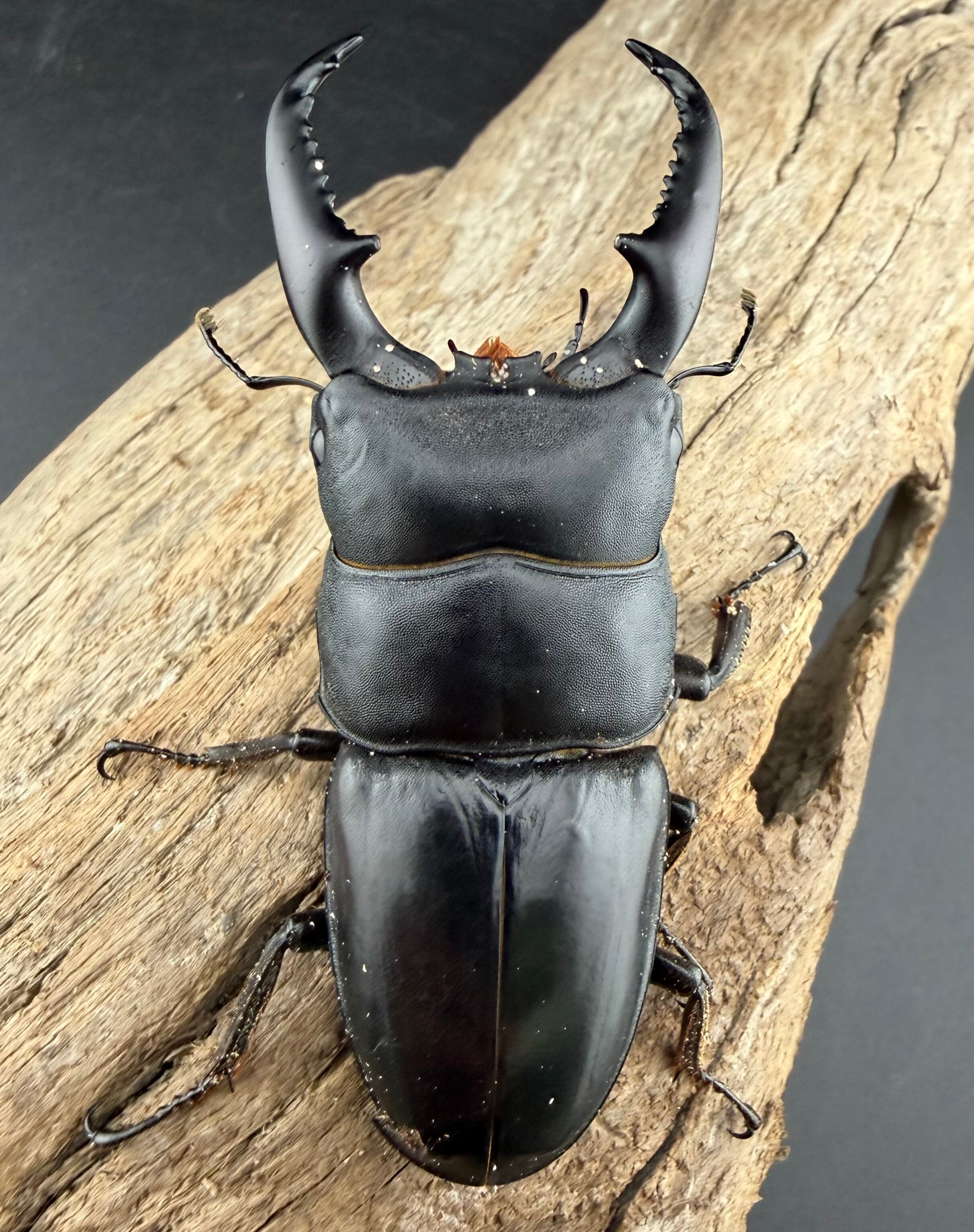 ヒラタクワガタ ラオス産 標本 WD】《ベトナムヒラタ ラオス産 76mm ペア》 | KPW公式オンラインショップ