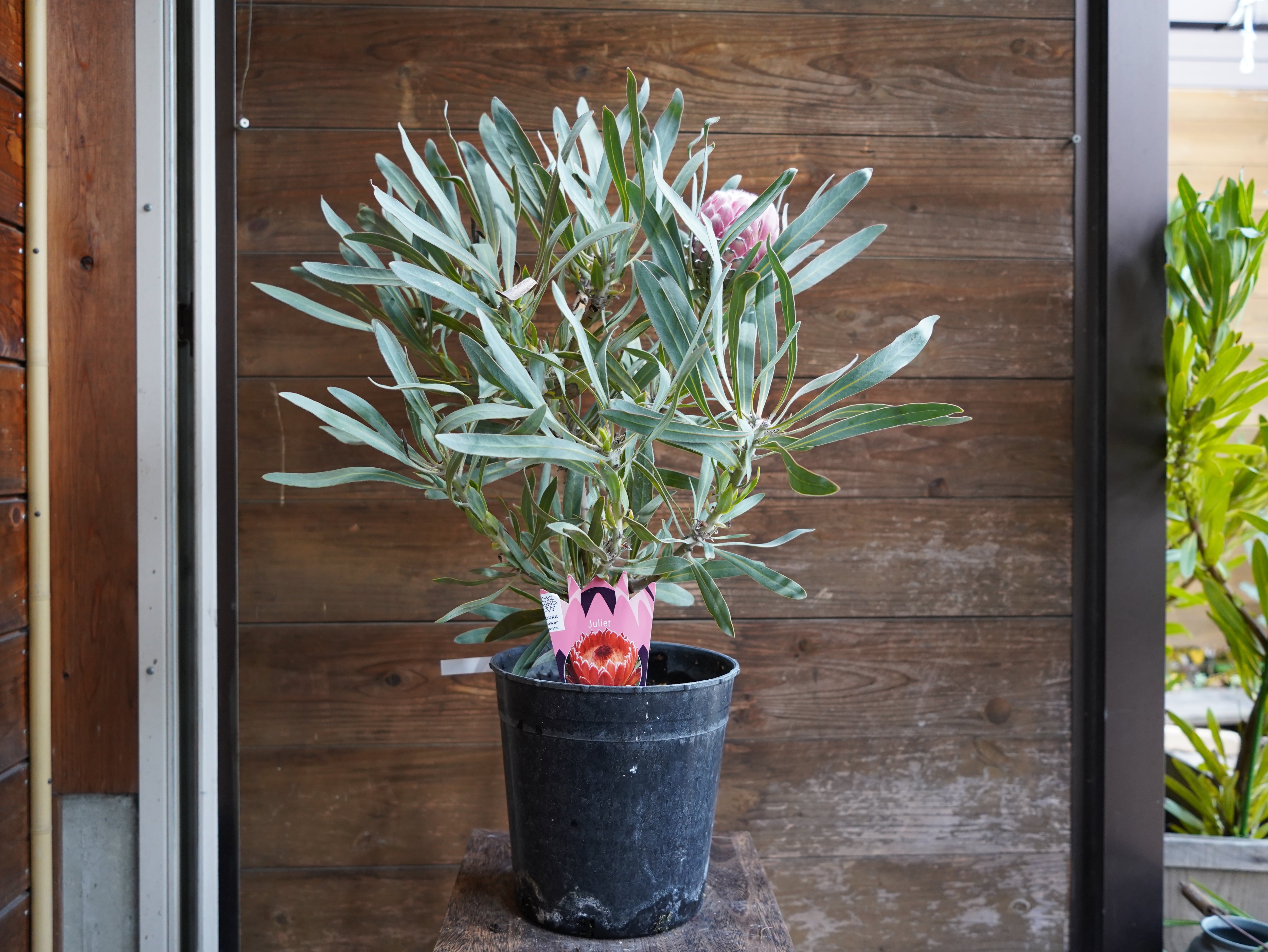 【現物】プロテア　"ジュリエット"