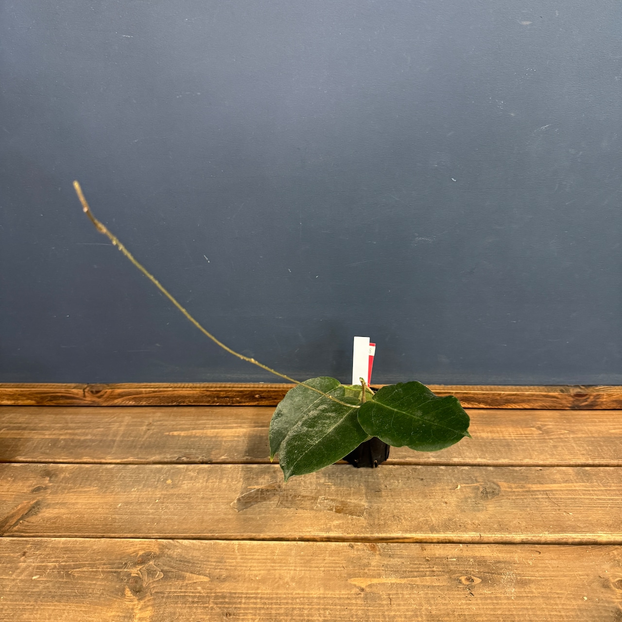 【クリアランス】ホヤ versteegii【348】