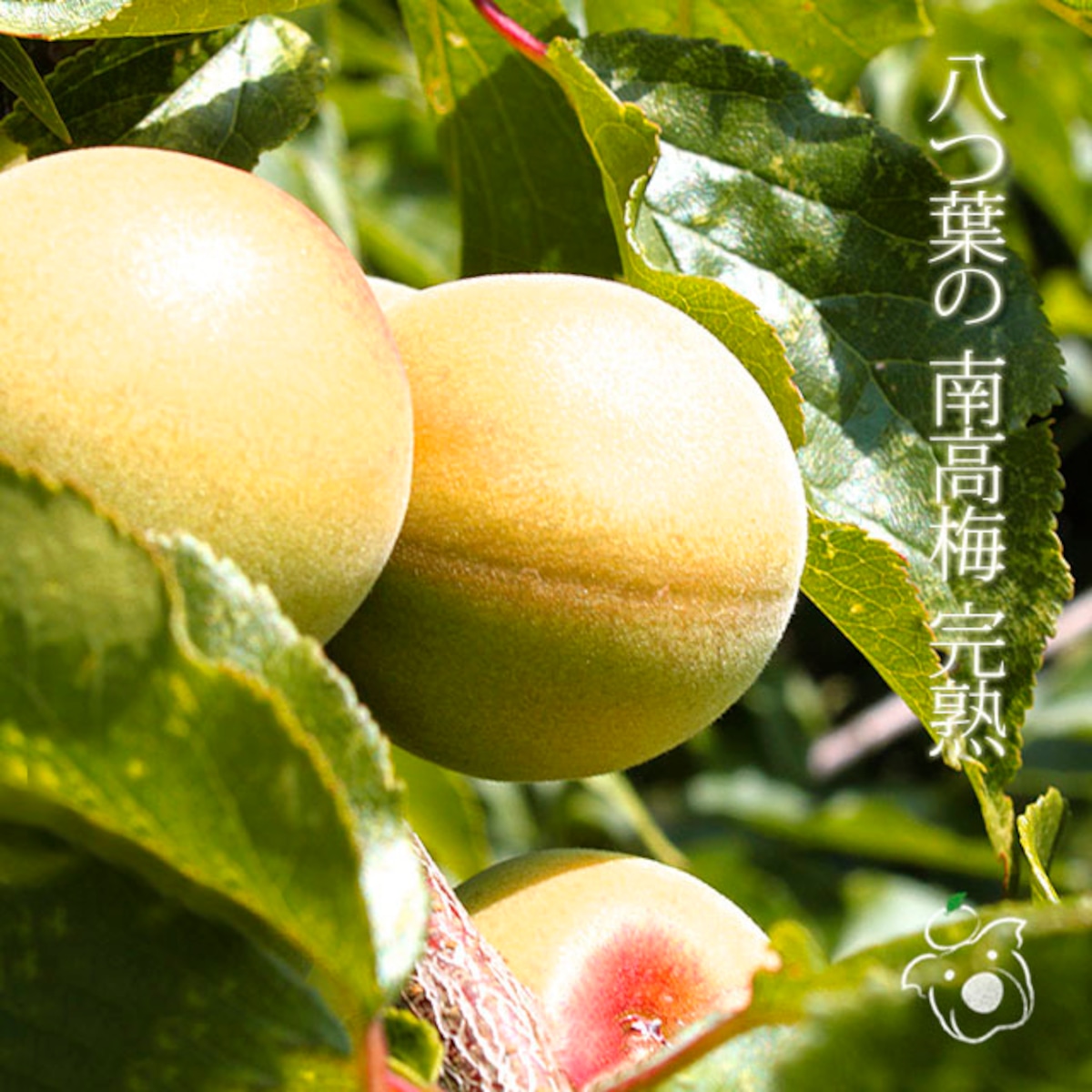 八つ葉の南高梅 完熟 1kg | 八つ葉農園