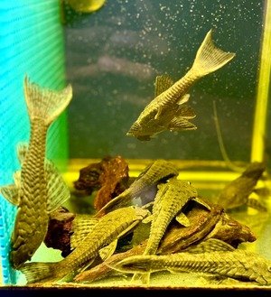 ブラックアーマードプレコ