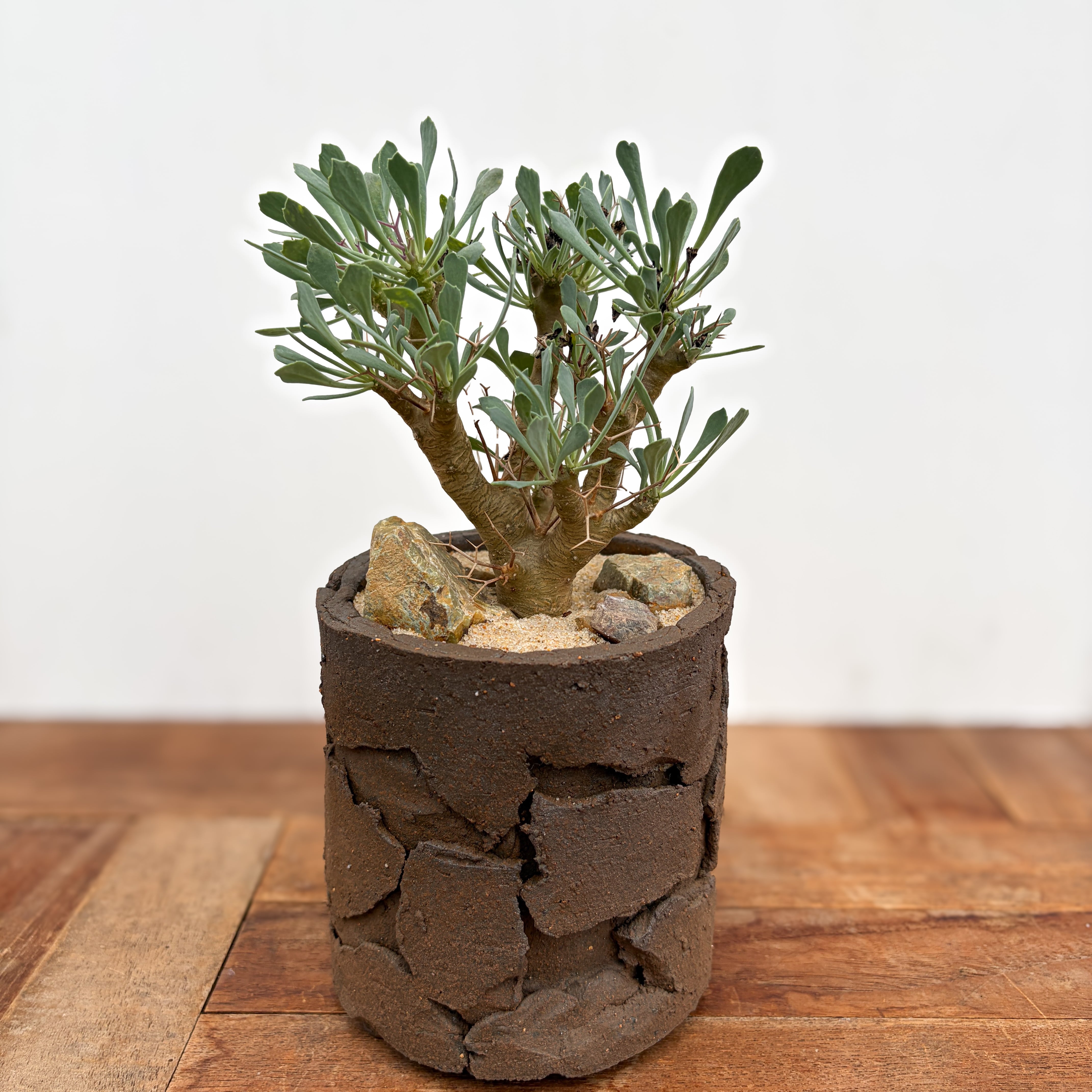 Euphorbia tuberosa 【ユーフォルビア・ツベローサ】 | RIMO'S GREEN