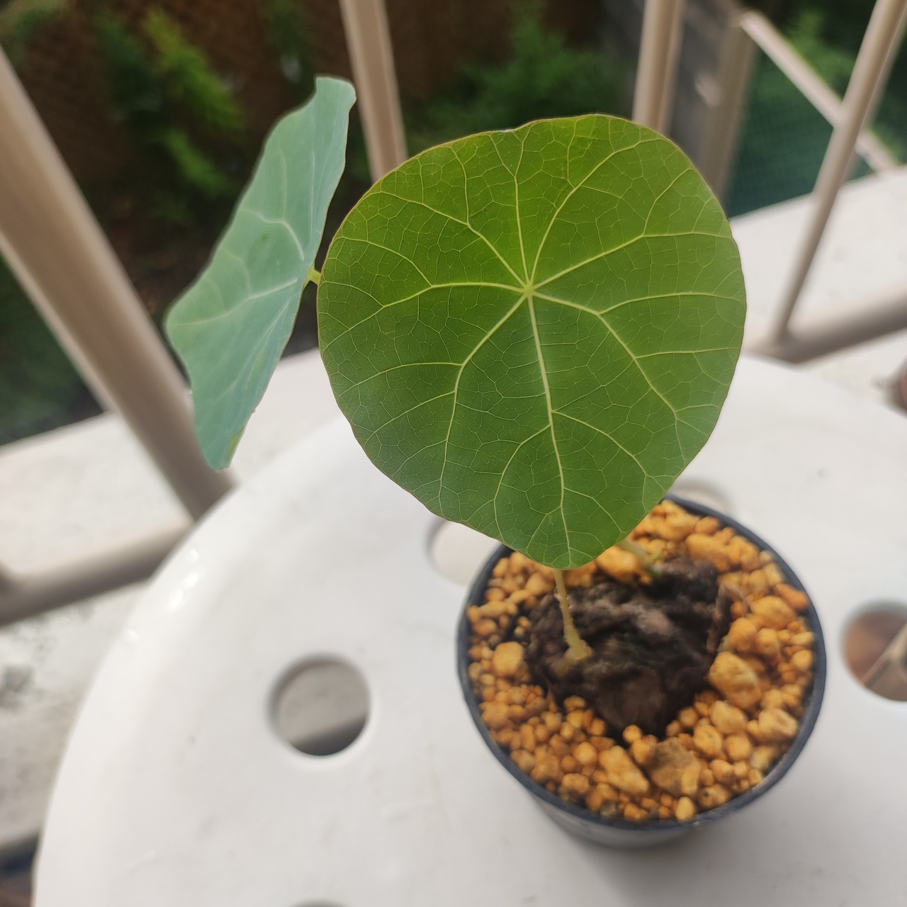 Stephania kaweesakii /ステファニア・カウィーサキ④