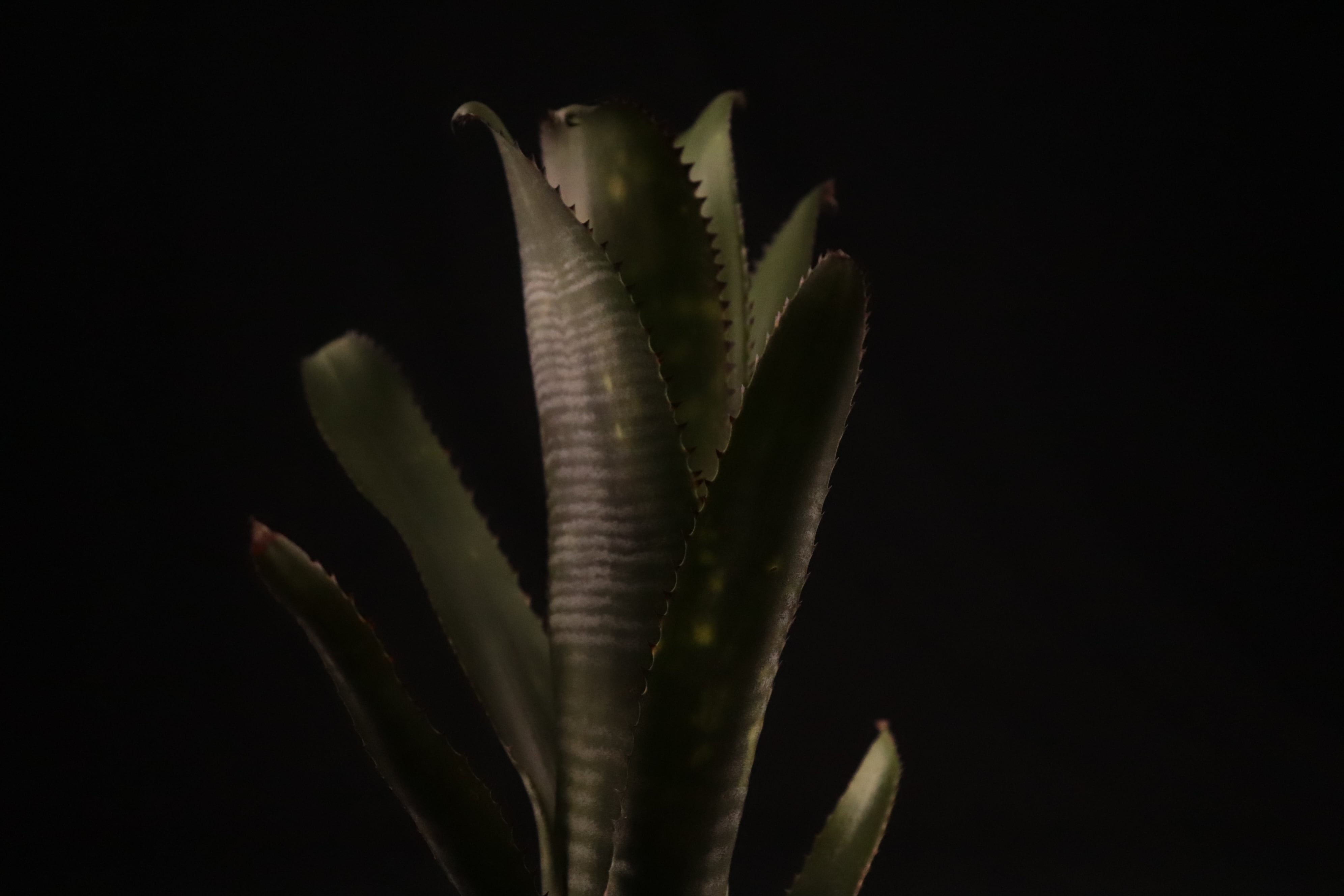 送料無料】Billbergia 'Lubra'〔ビルベルギア〕現品発送B0203 | plane