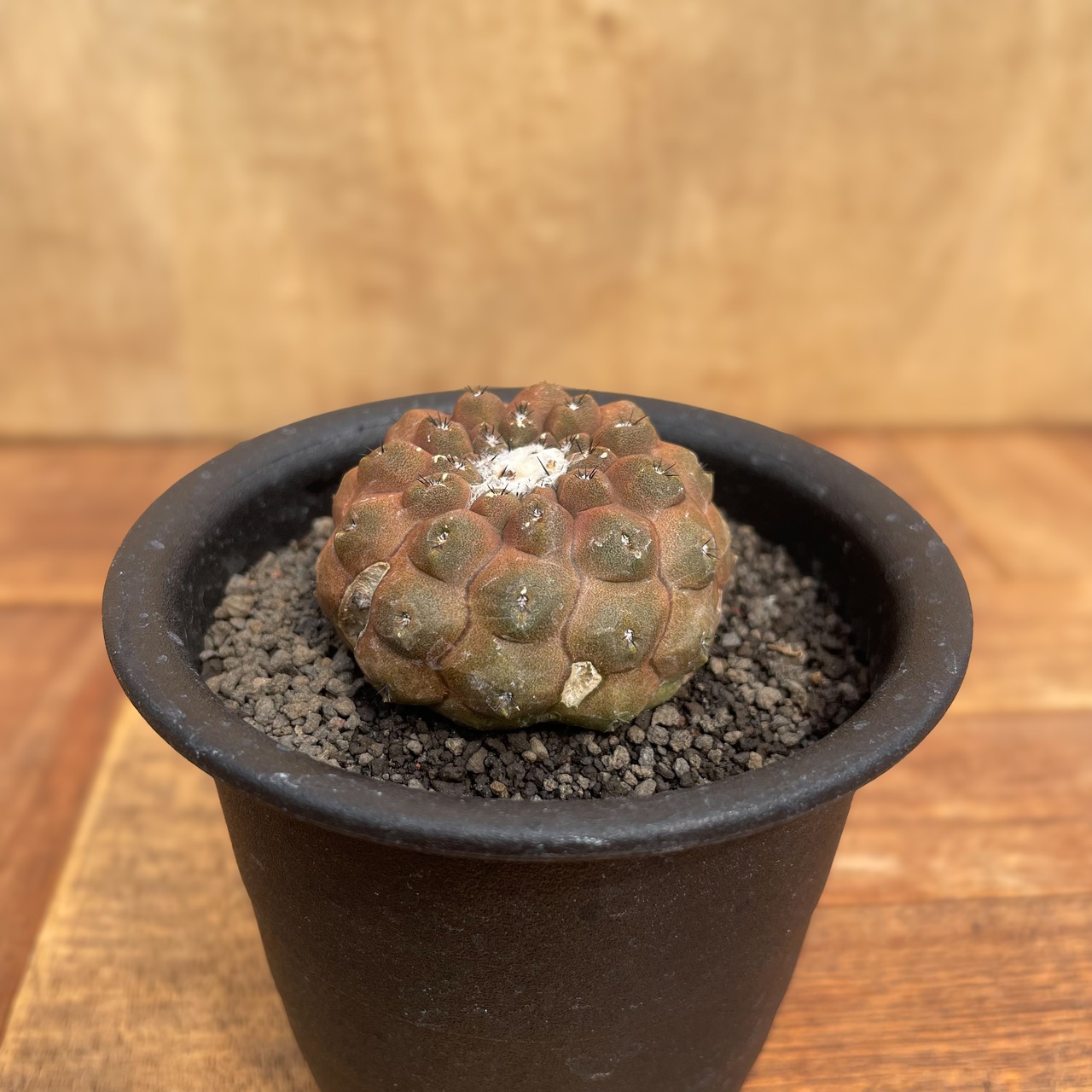 Copiapoa hypogaea【コピアポア・ヒポガエア・バルクテンシス】