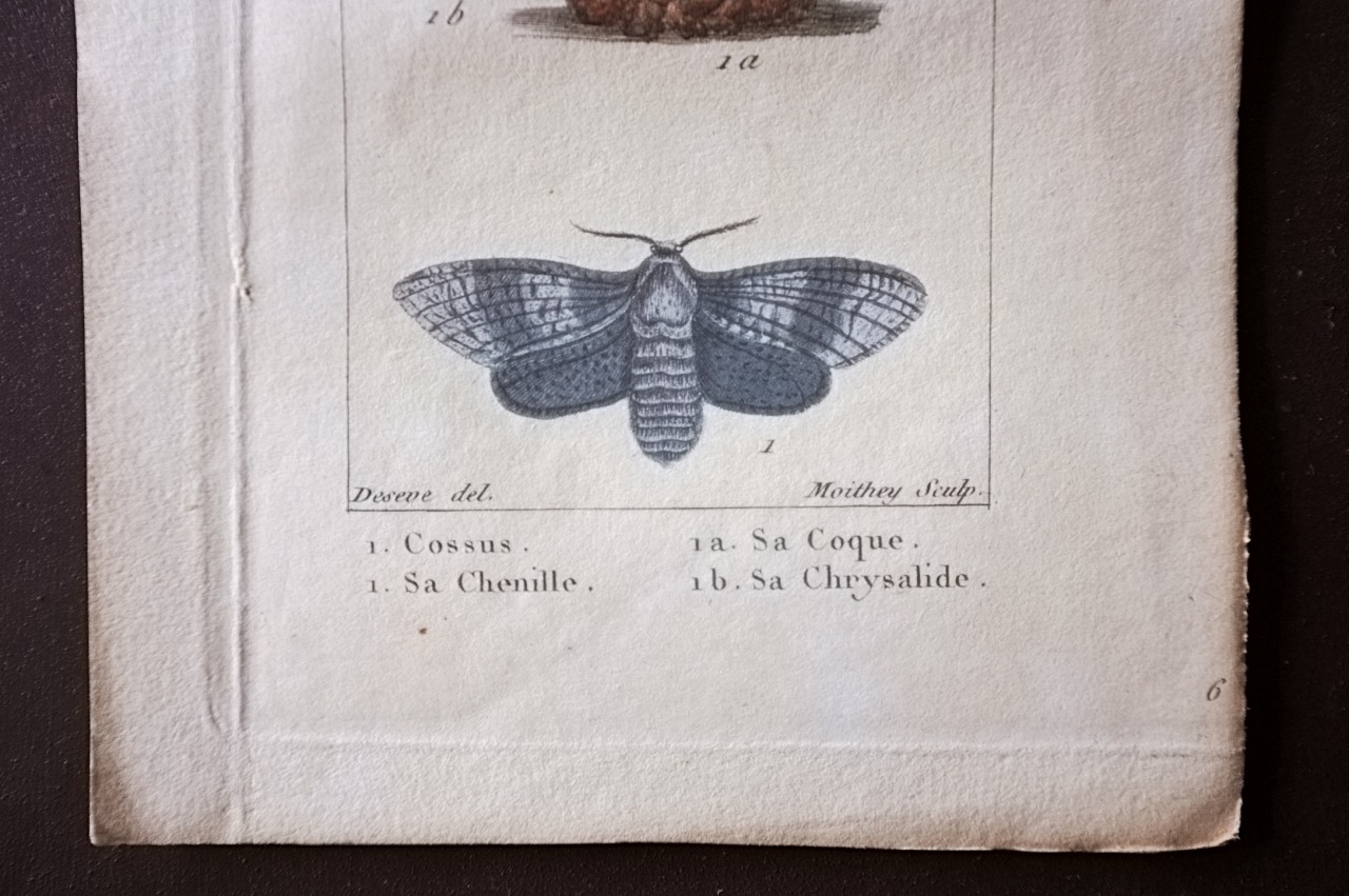 1780s フランス ビュフォン伯爵による蛾と幼虫の博物画b Buffon アンティーク