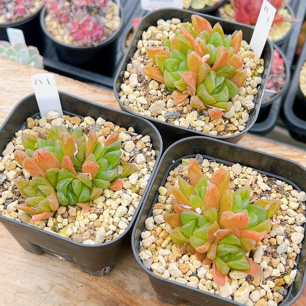 多肉植物 ハオルチア 赤焔オブツーサ錦02(サボテン)｜売買された