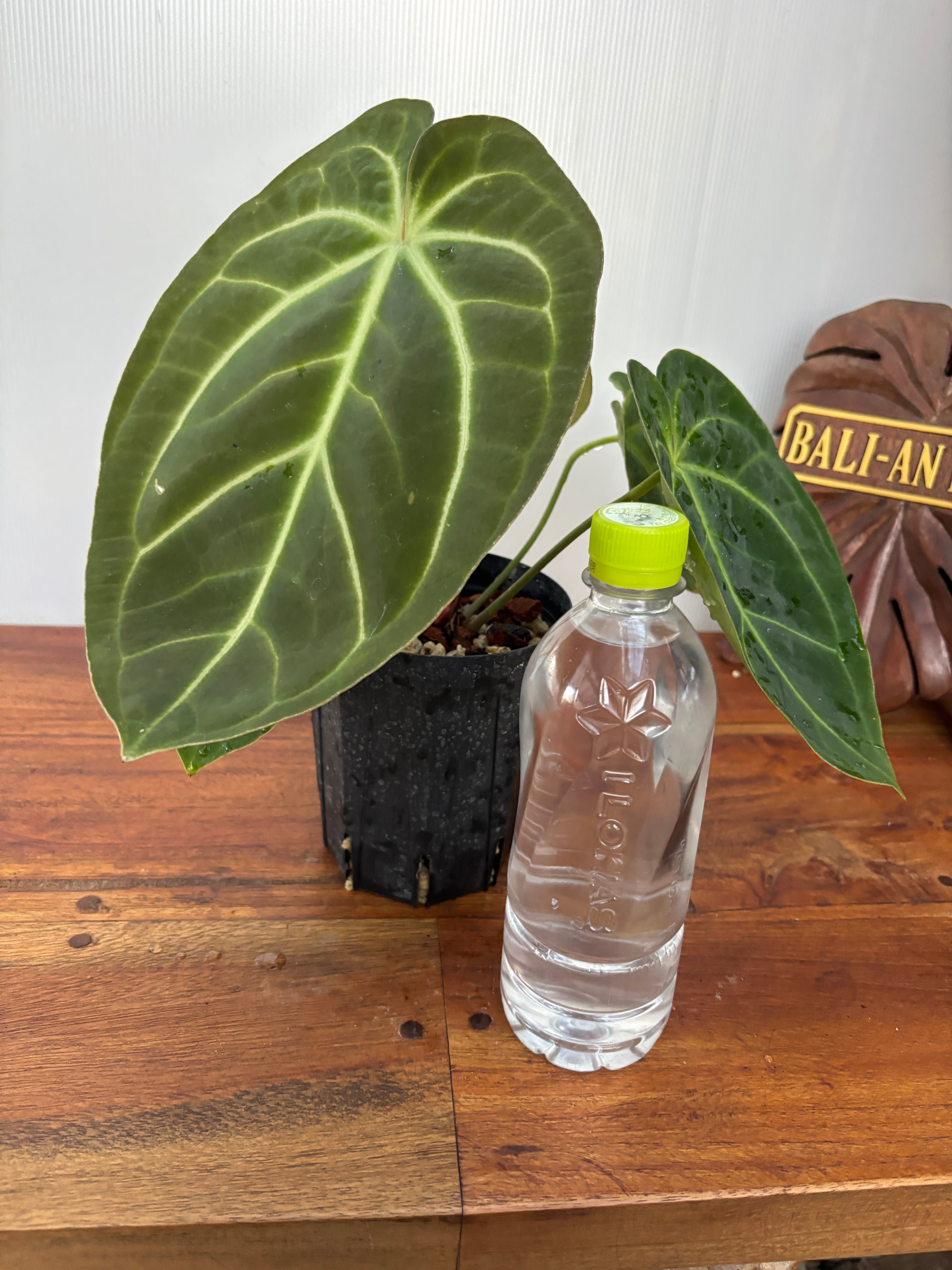 Anthurium | BA PLants