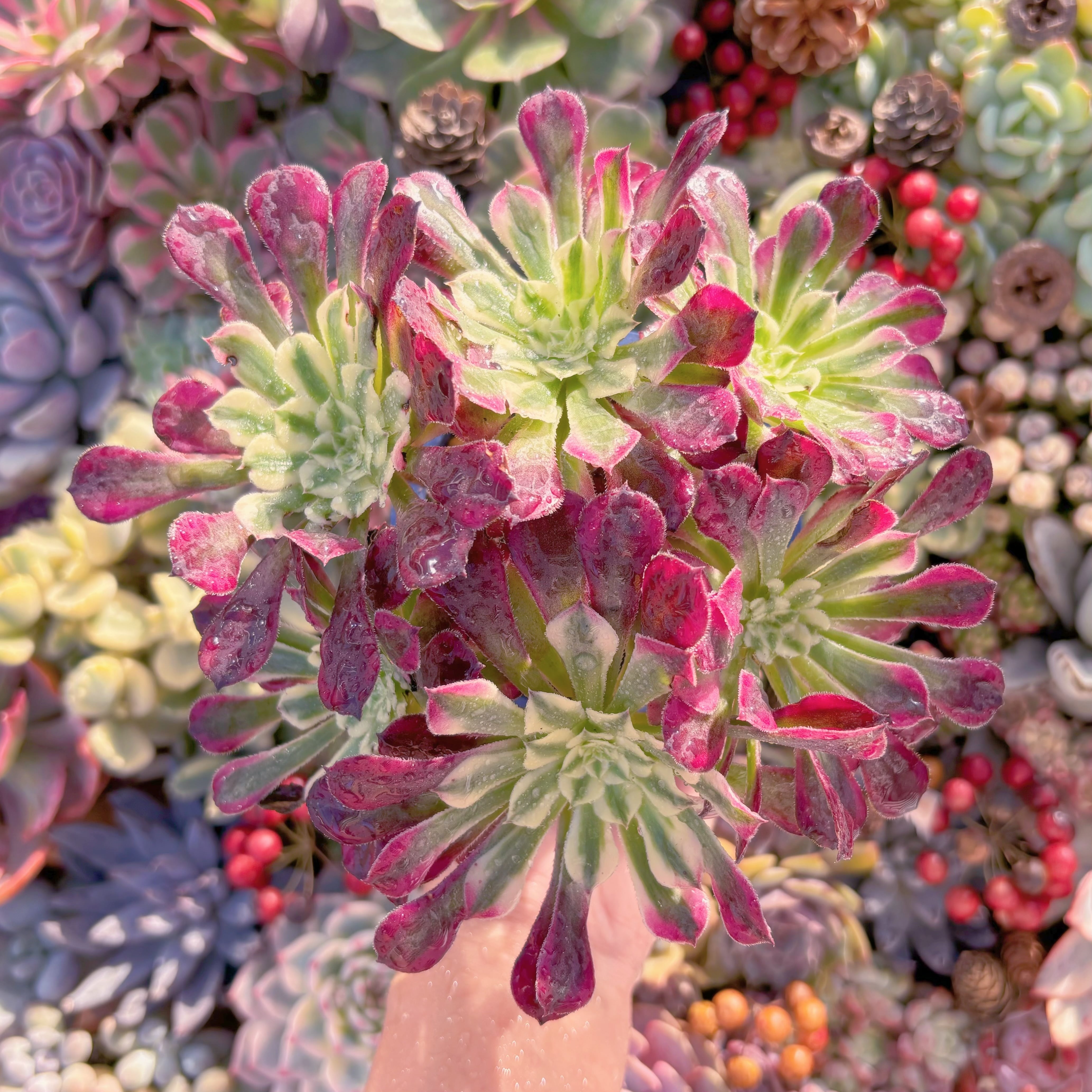 現品　ブラックチェリー変異#A032　群生　るる農園