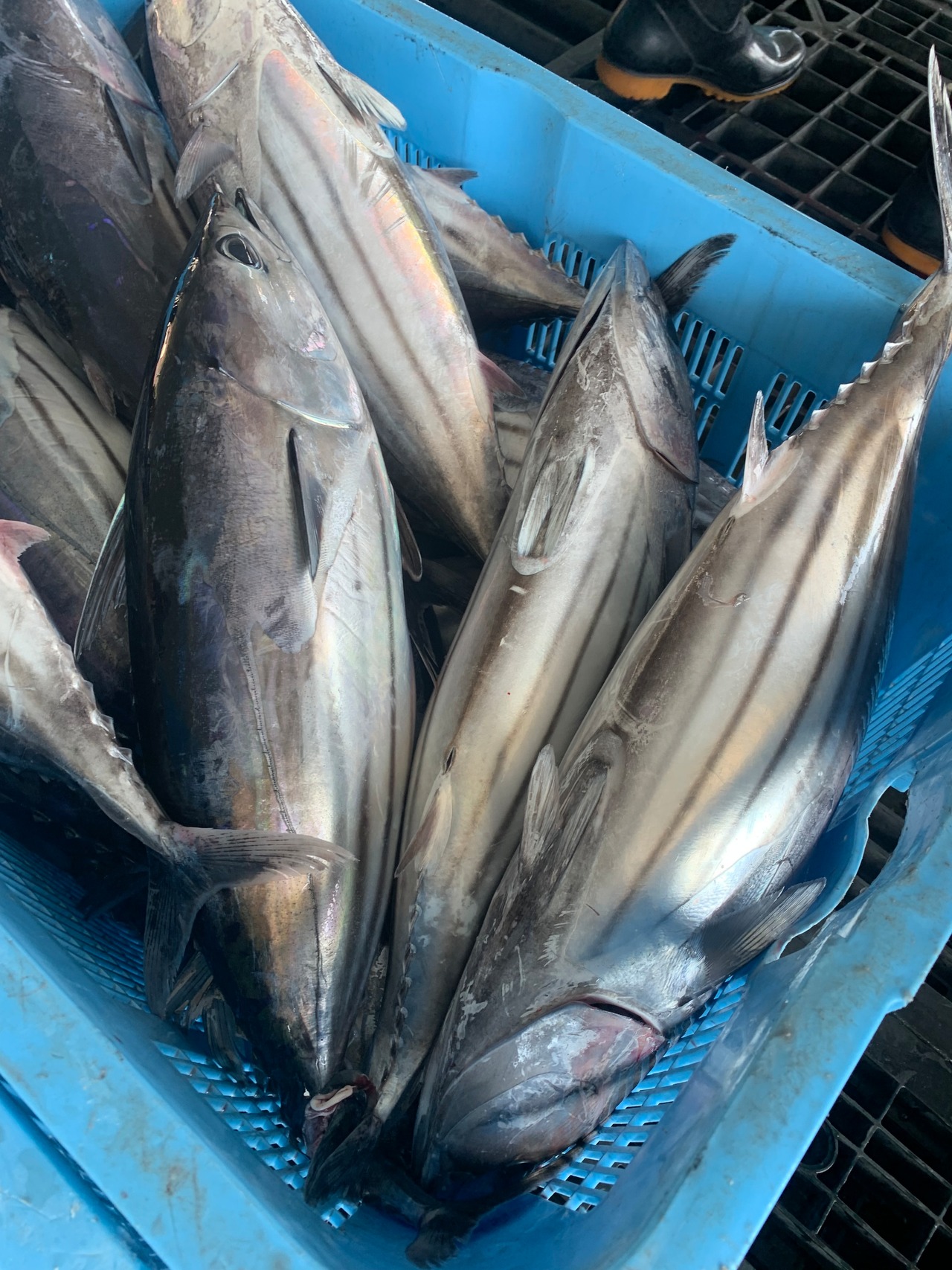 【特別セール】生かつおの藁焼きたたき 1節【冷蔵】