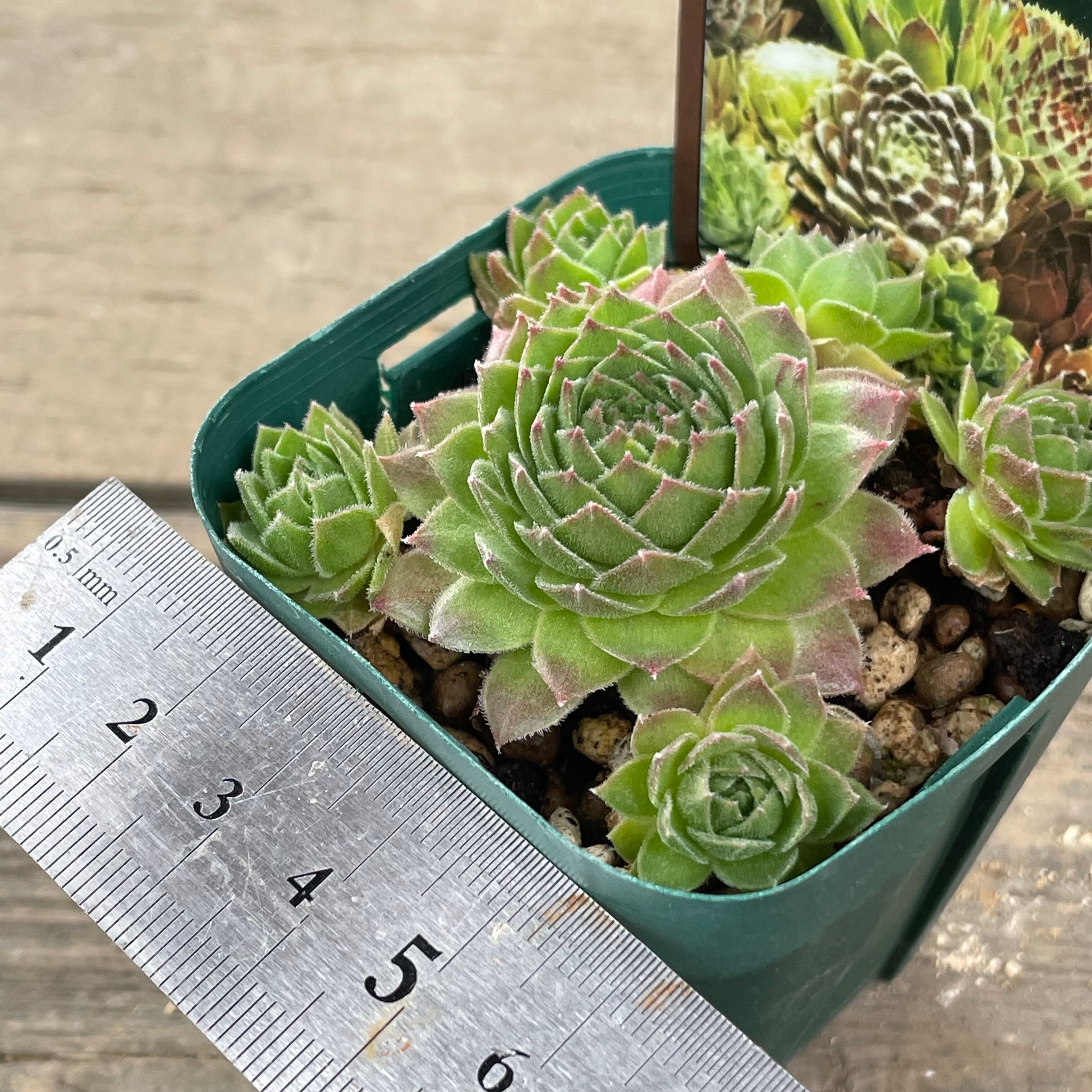 多肉 センペルAppleBlossom 楽天市場】【多肉植物】センペルビウム 'アップルブロッサム'(9cm