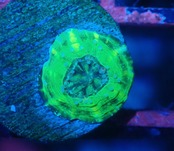 【現地買付】ScolymiaBaby"UFO"  1