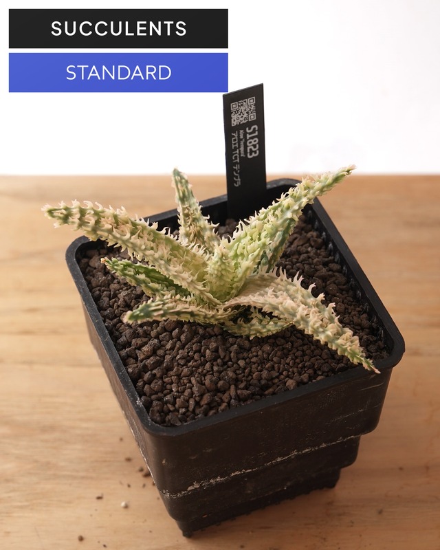抜き苗 アロエ TCT テンプラ Aloe 'Tempura'