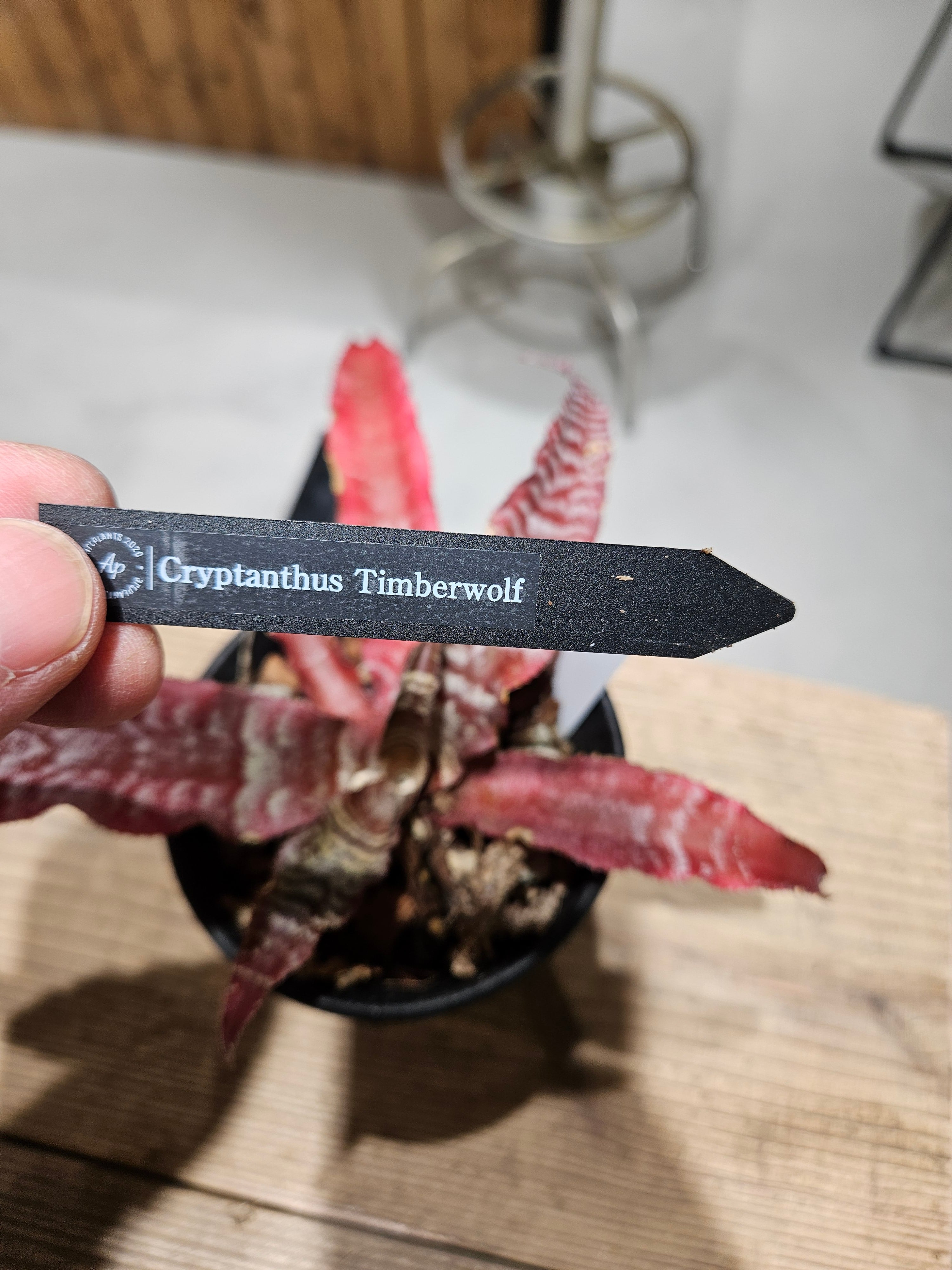 Cryptanthus Timberworf 【artPLANTs/PLANTS GARAGE】 クリプタンサス