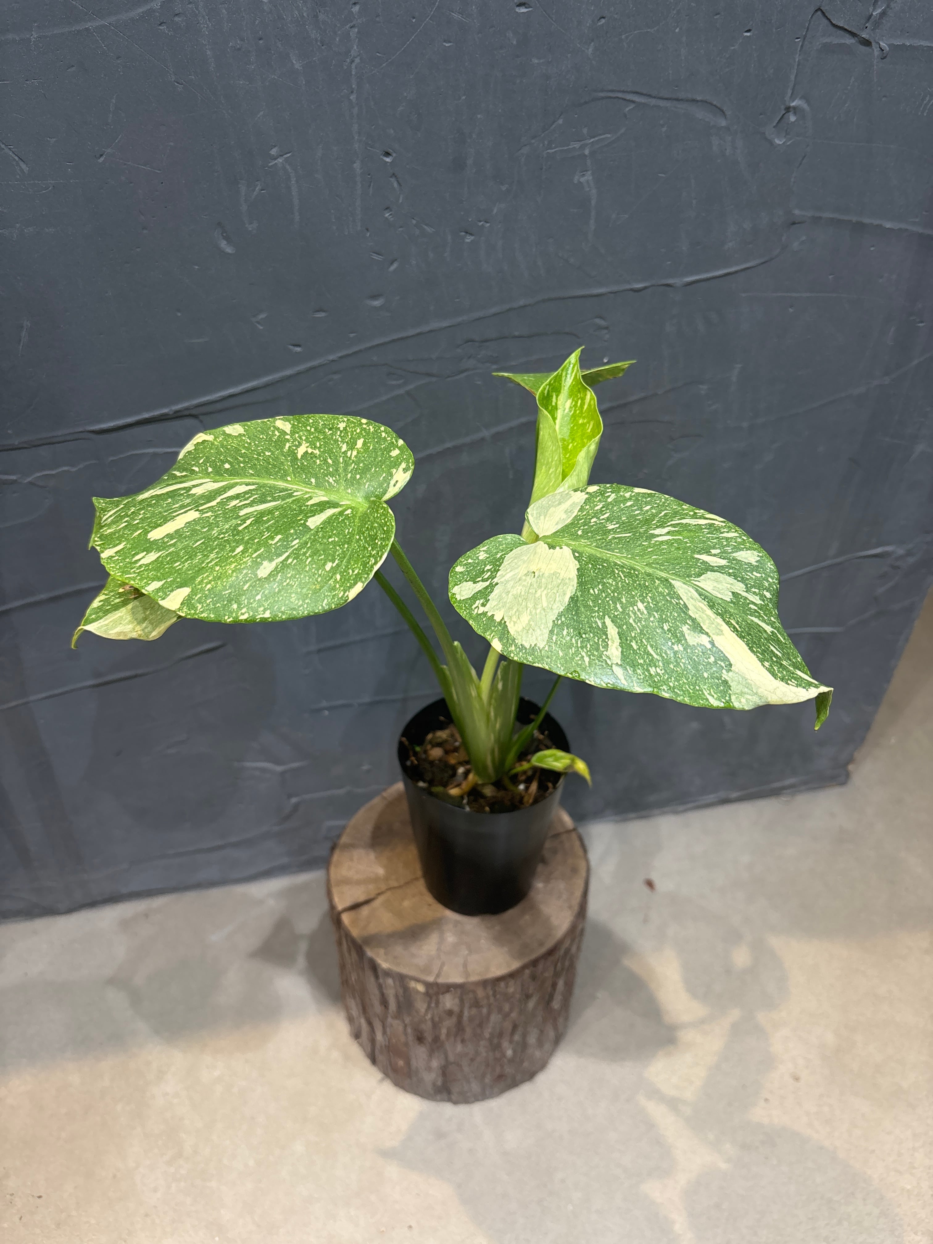 B フィロデンドロン キャラメルマーブル ファイヤータイガー