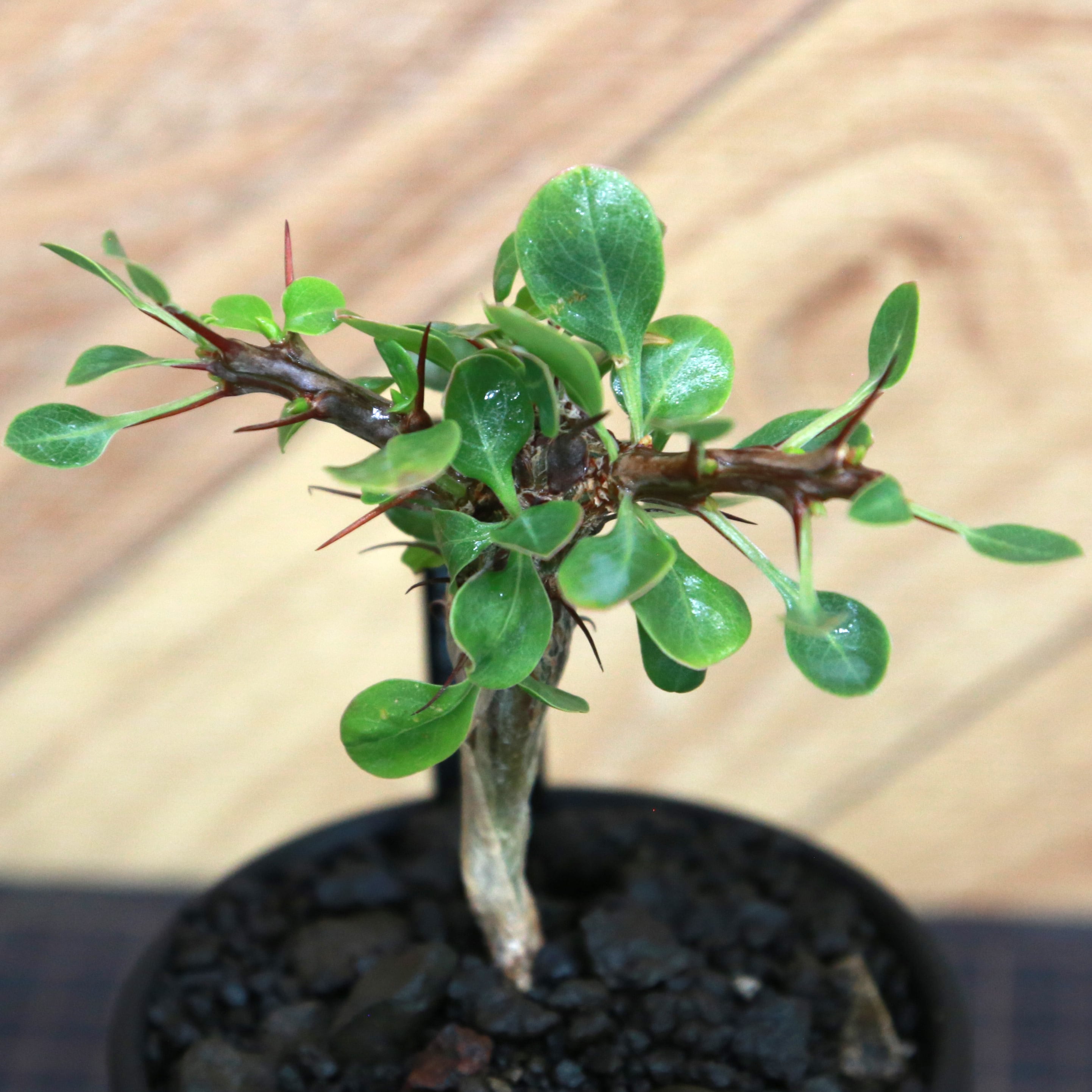 Fouquieria formosa フォークイエリア フォルモサ / 実生(逆さボトル幹