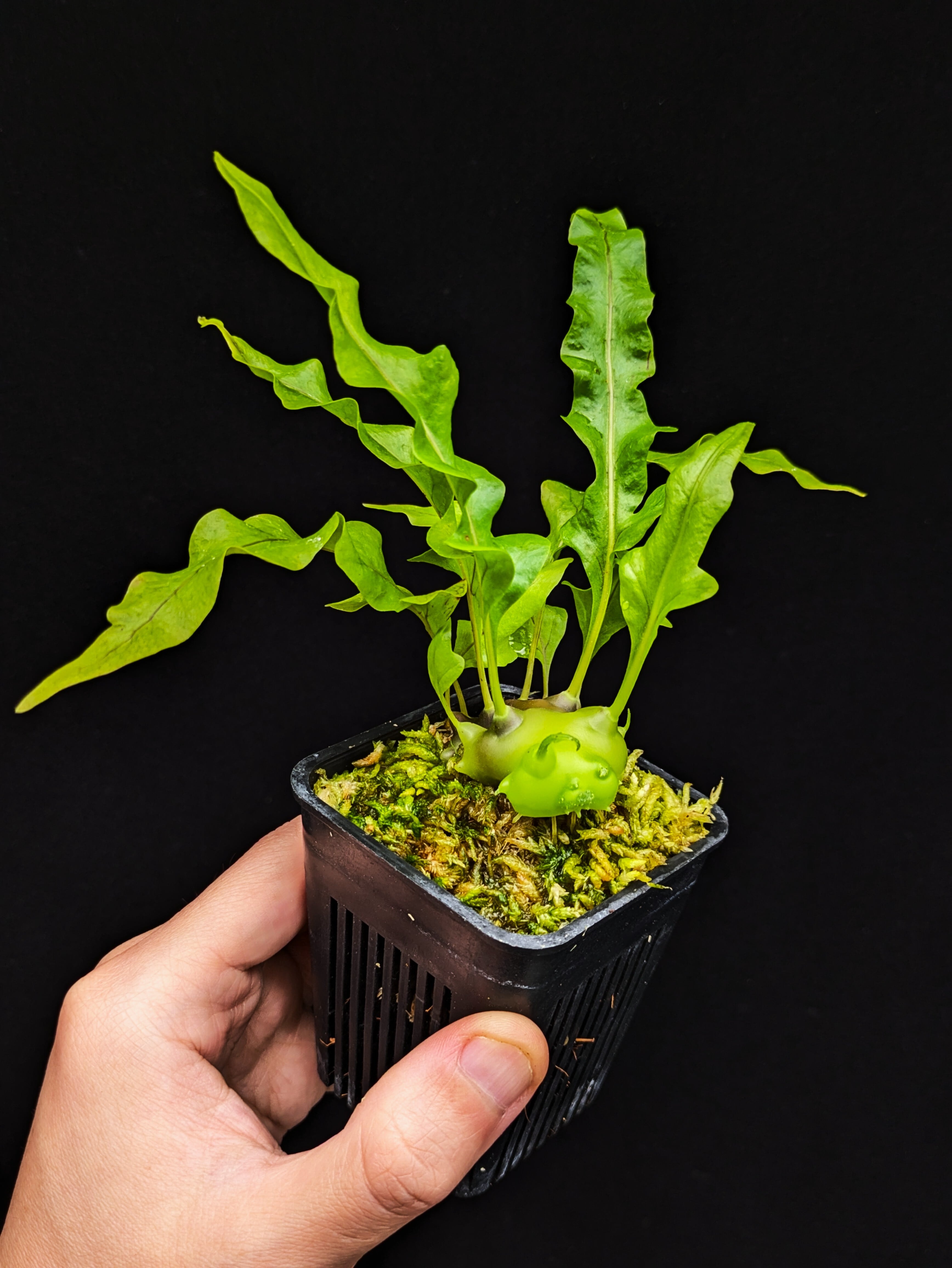 reserved】Billbergia 'Dark Prince'〔ビルベルギア〕現品発送B0255