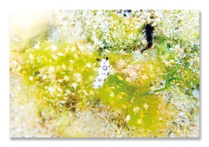 奄美ポストカード「ウミウシと星の砂」