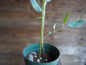 【現物】ユーカリ　”プレウロカルパ”　C